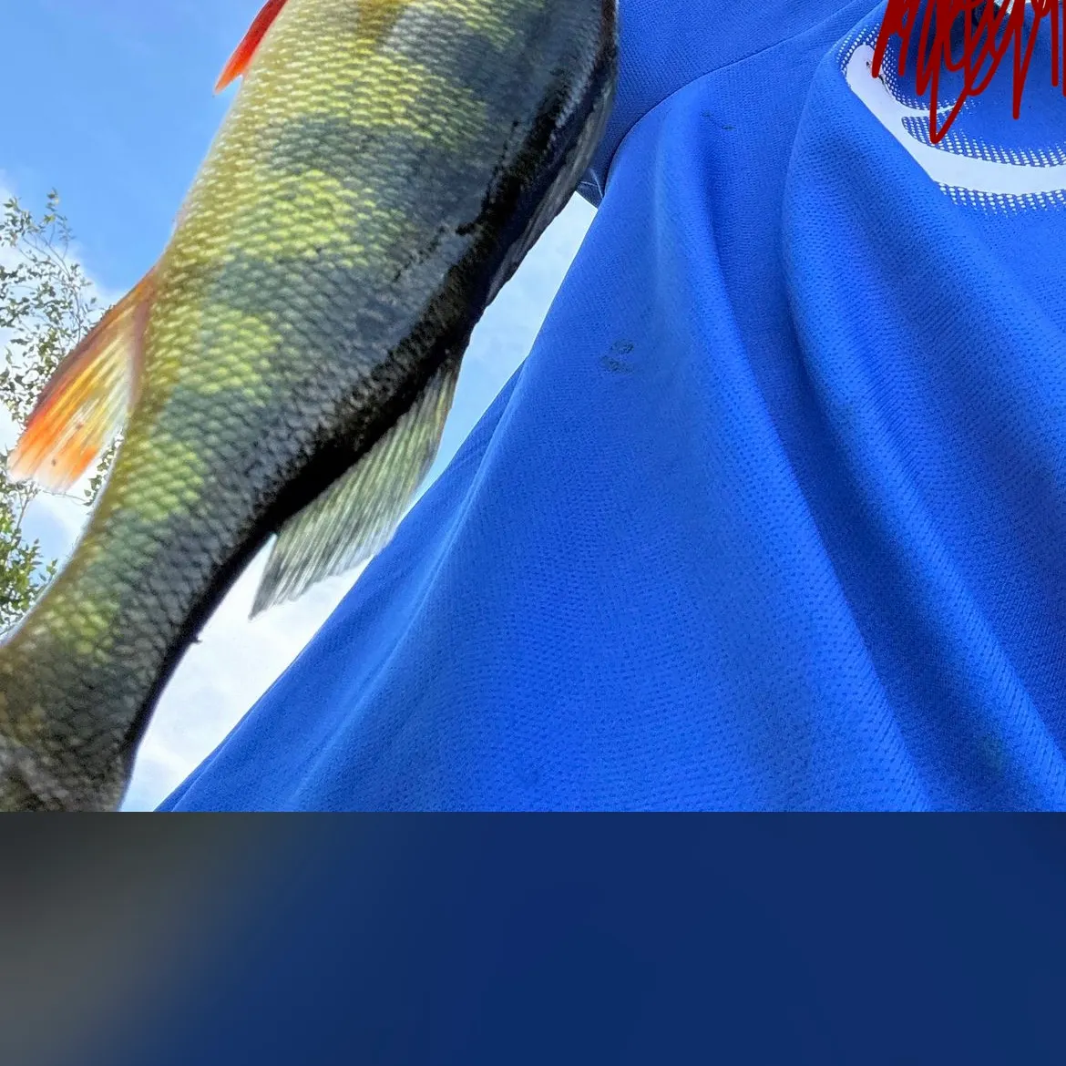 Yellow perch caught on Fishbrain