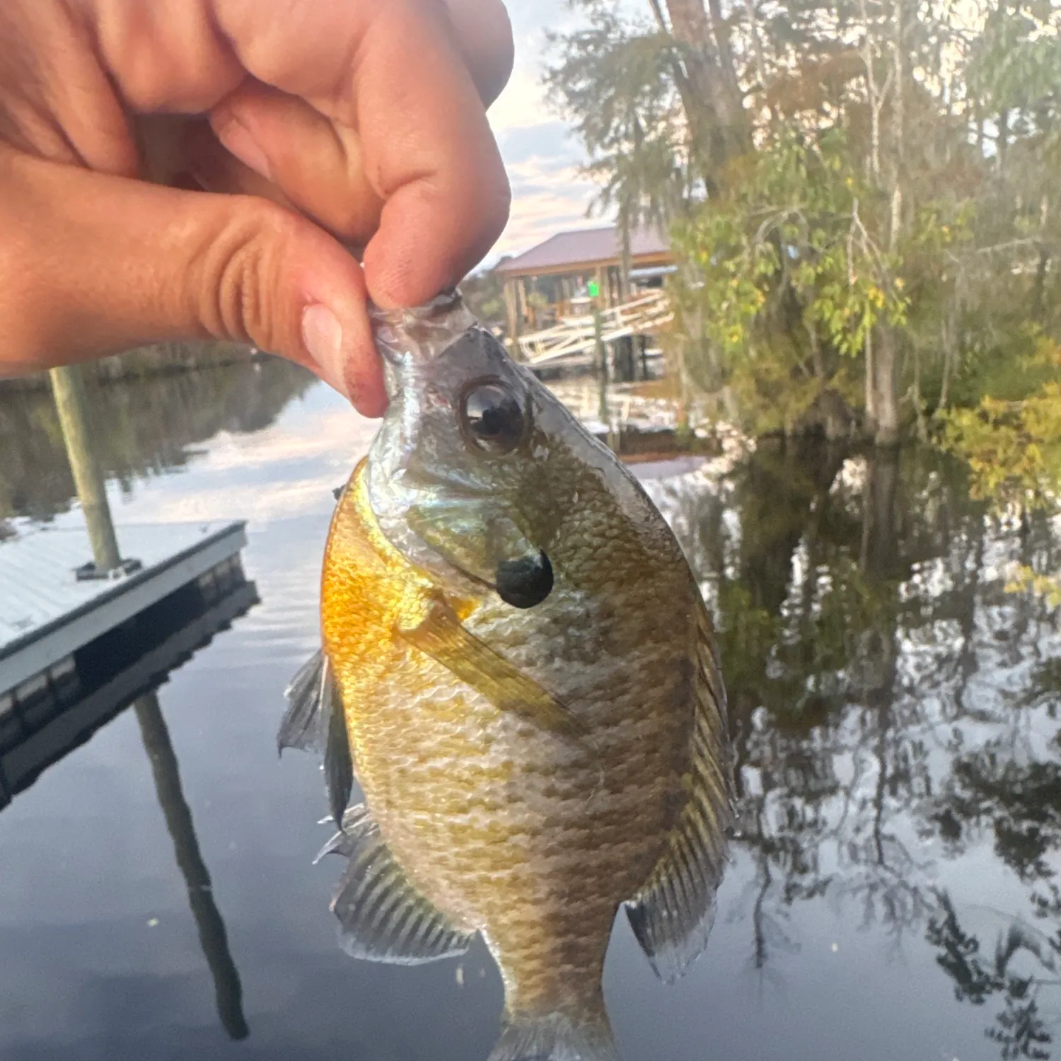 Bluegill caught on Fishbrain