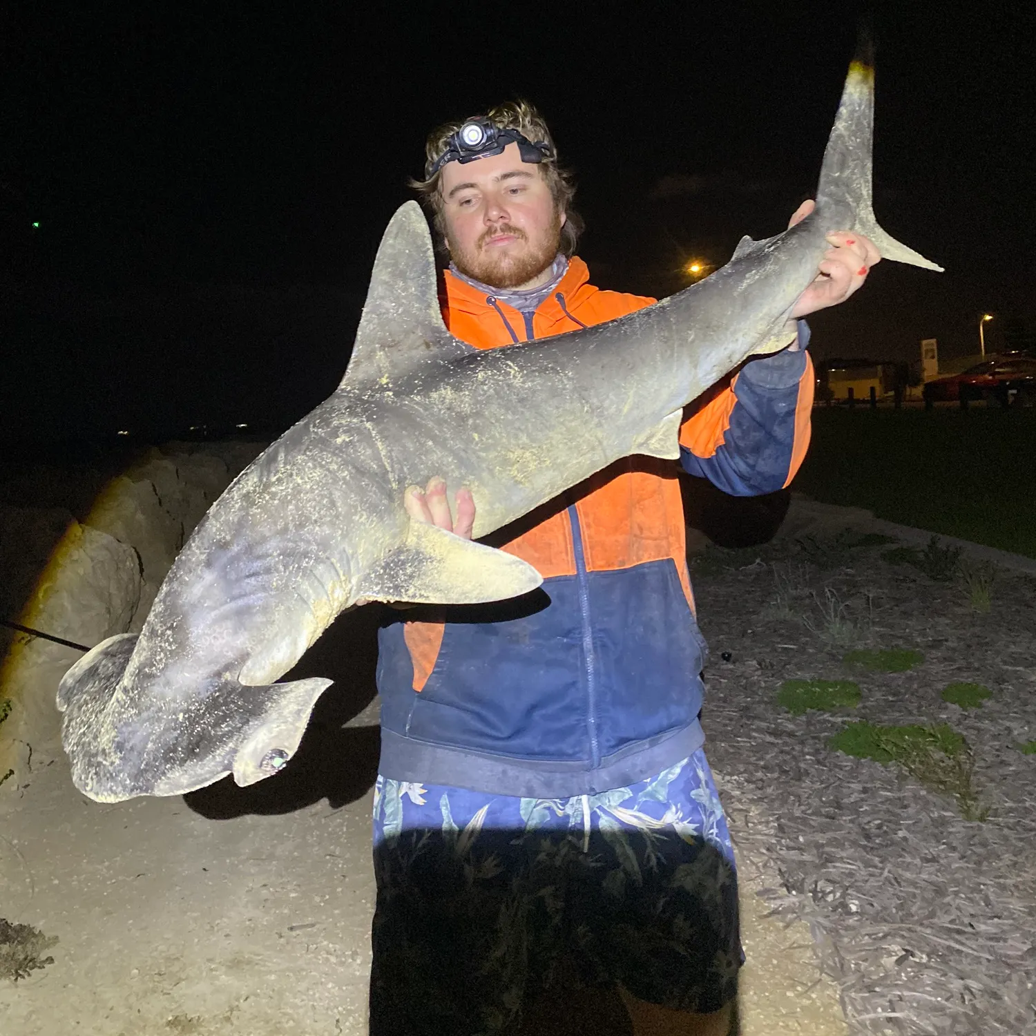 The most recent Scalloped hammerhead shark catches on Fishbrain