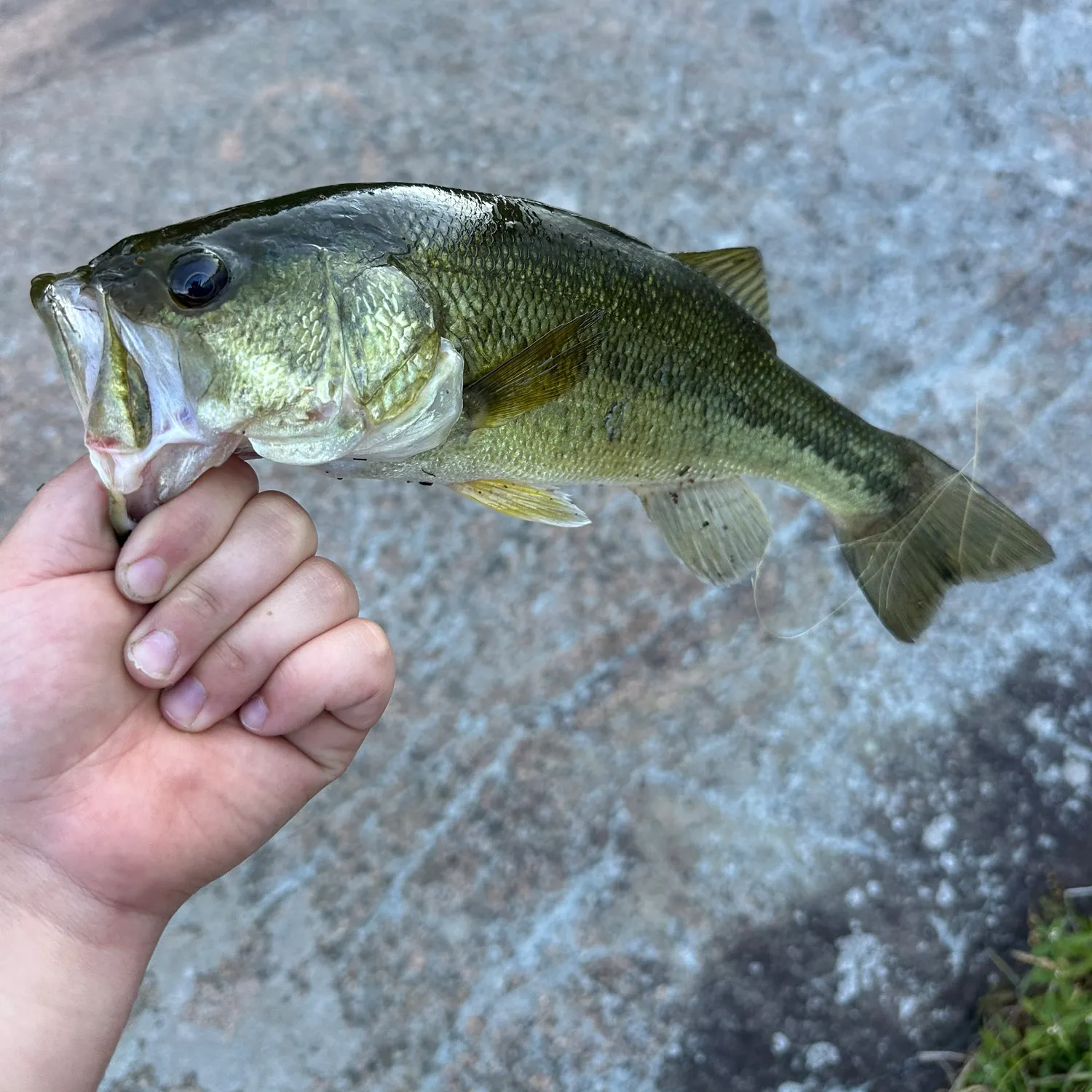 The most recent Meanmouth bass catches on Fishbrain