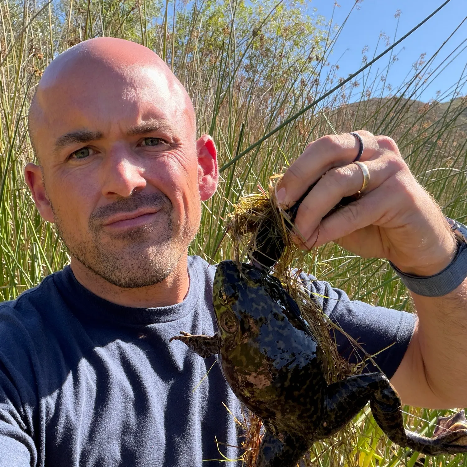 The most recent American bullfrog catches on Fishbrain