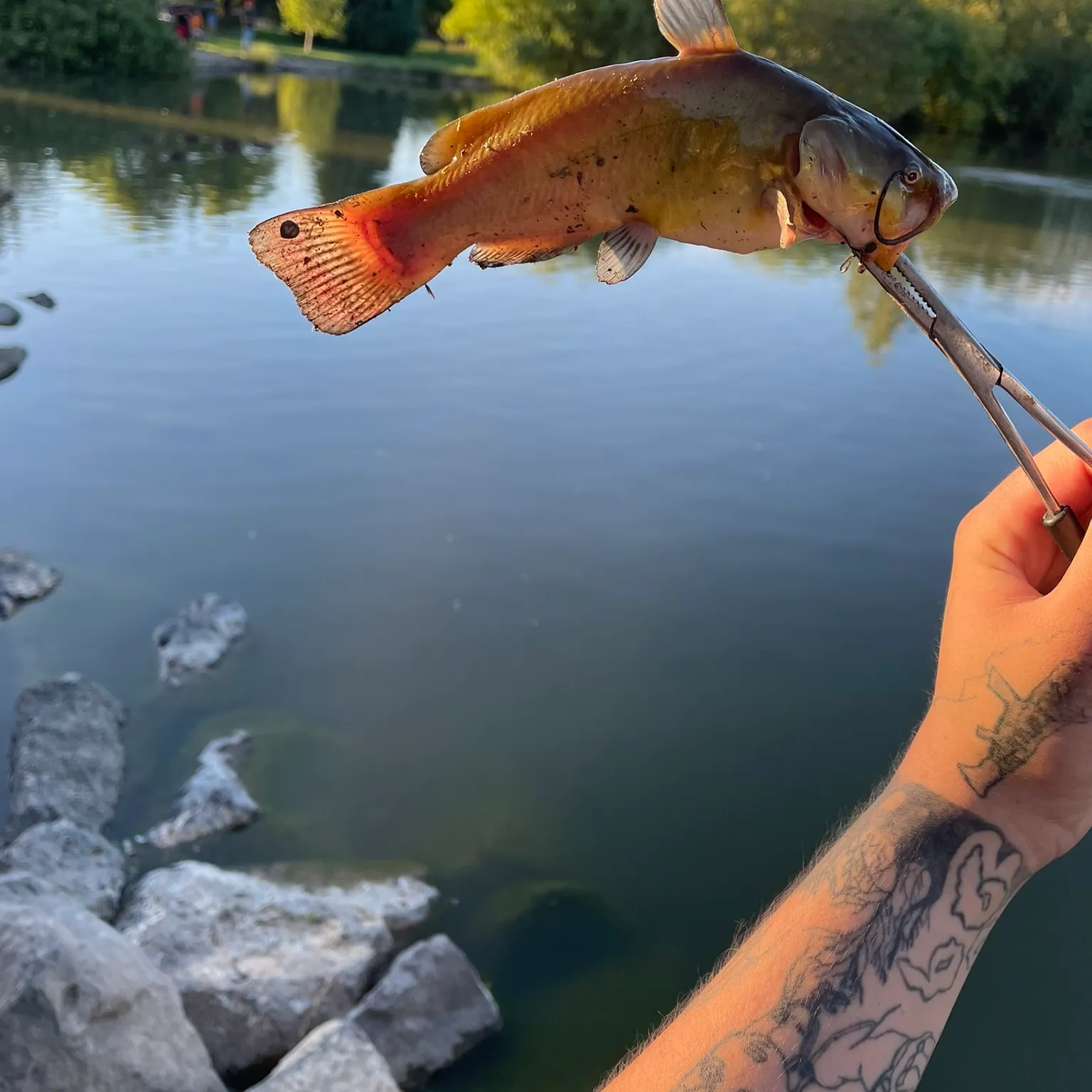 recently logged catches