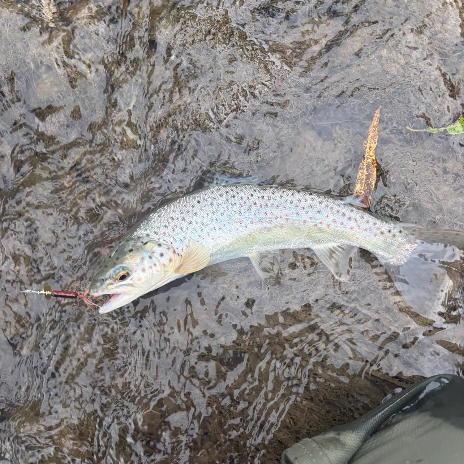 Brown trout caught on Fishbrain