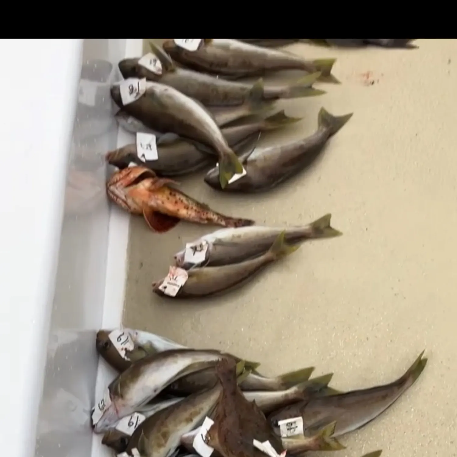 recently logged catches