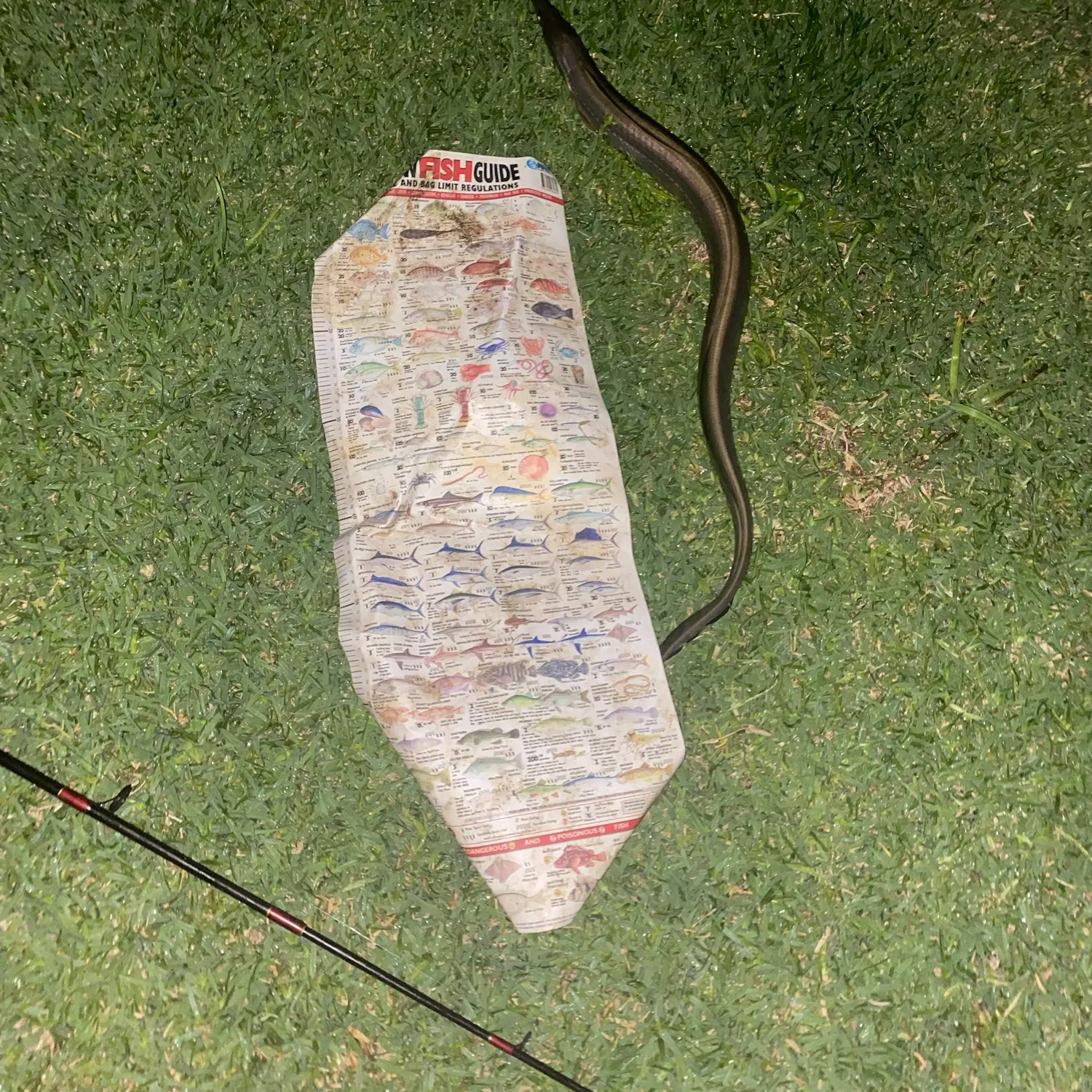 The most recent Common pike conger catches on Fishbrain