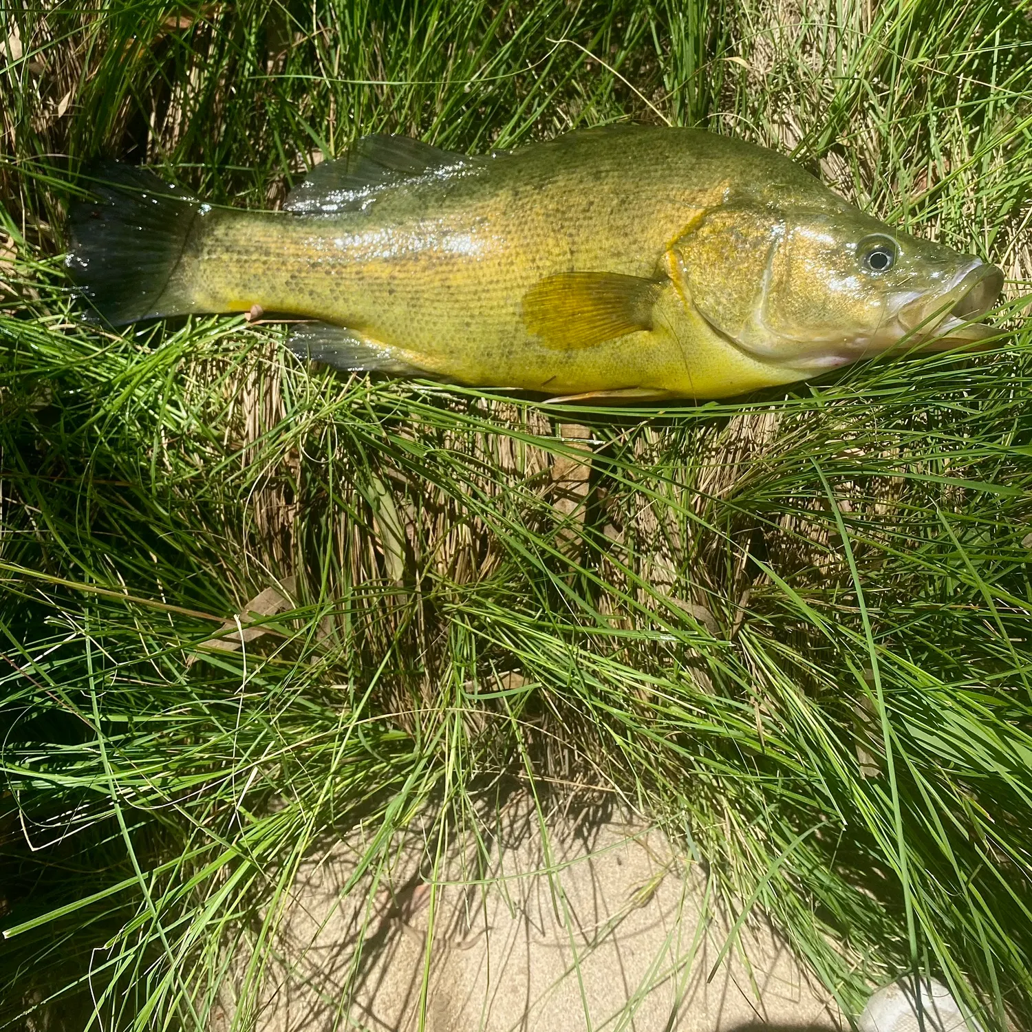The most recent Golden perch catches on Fishbrain