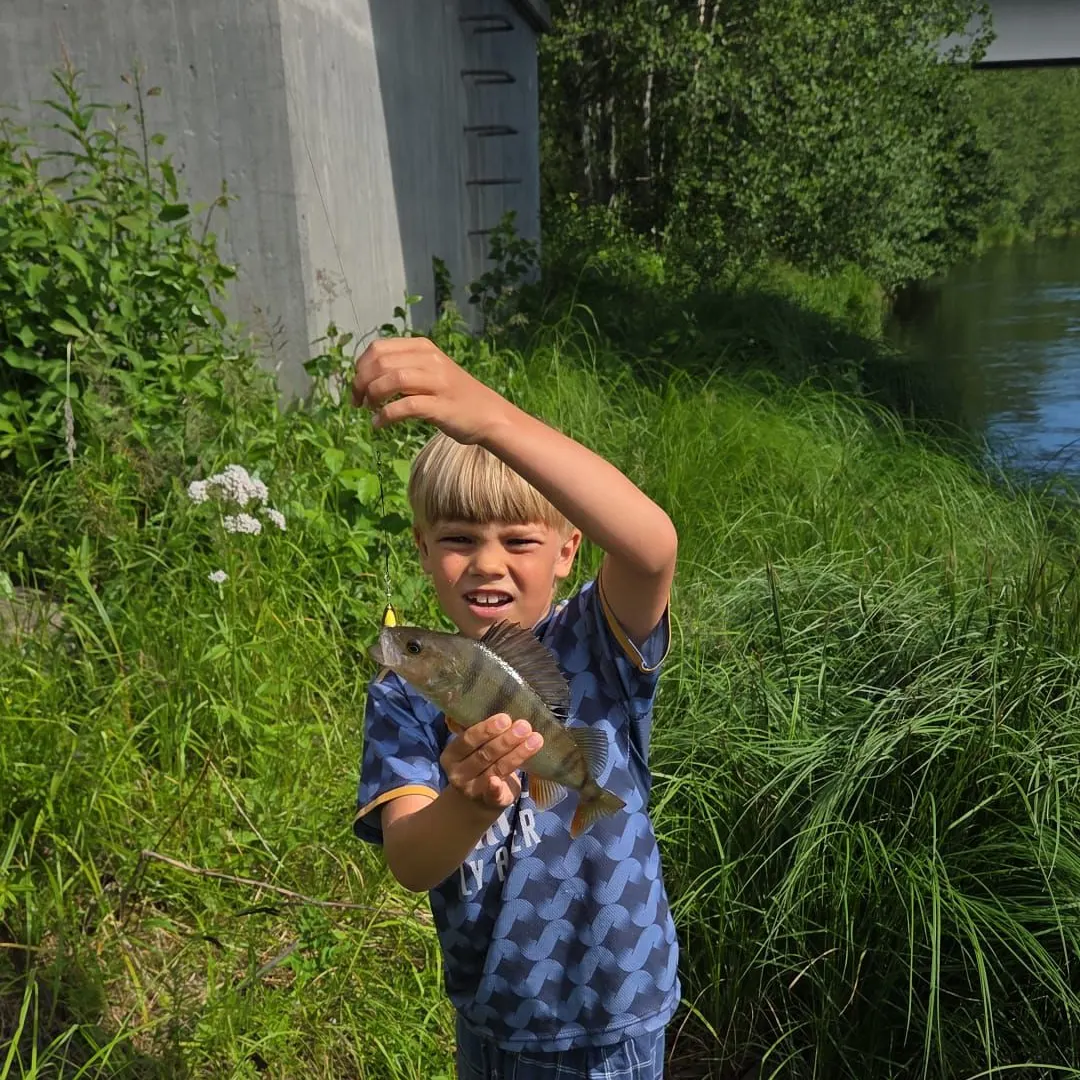 European perch caught on Fishbrain