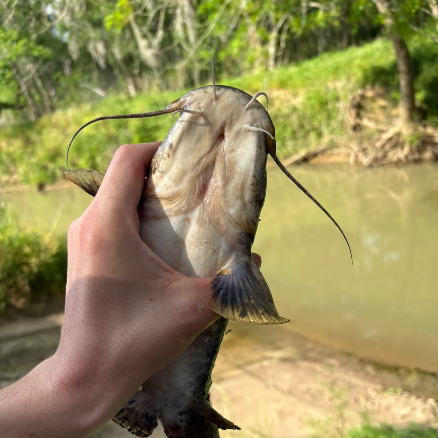 The most recent Flathead catfish catches on Fishbrain