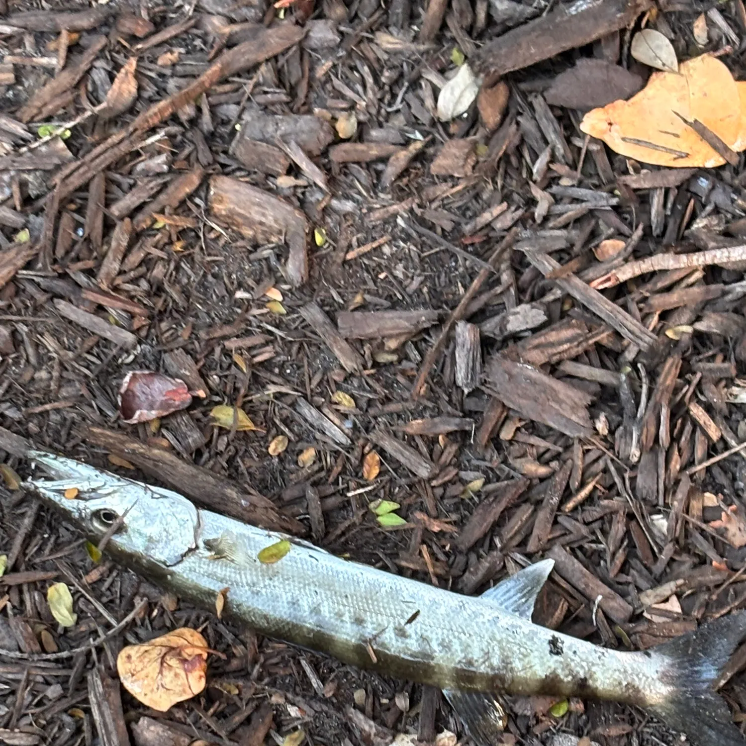The most recent Great barracuda catches on Fishbrain