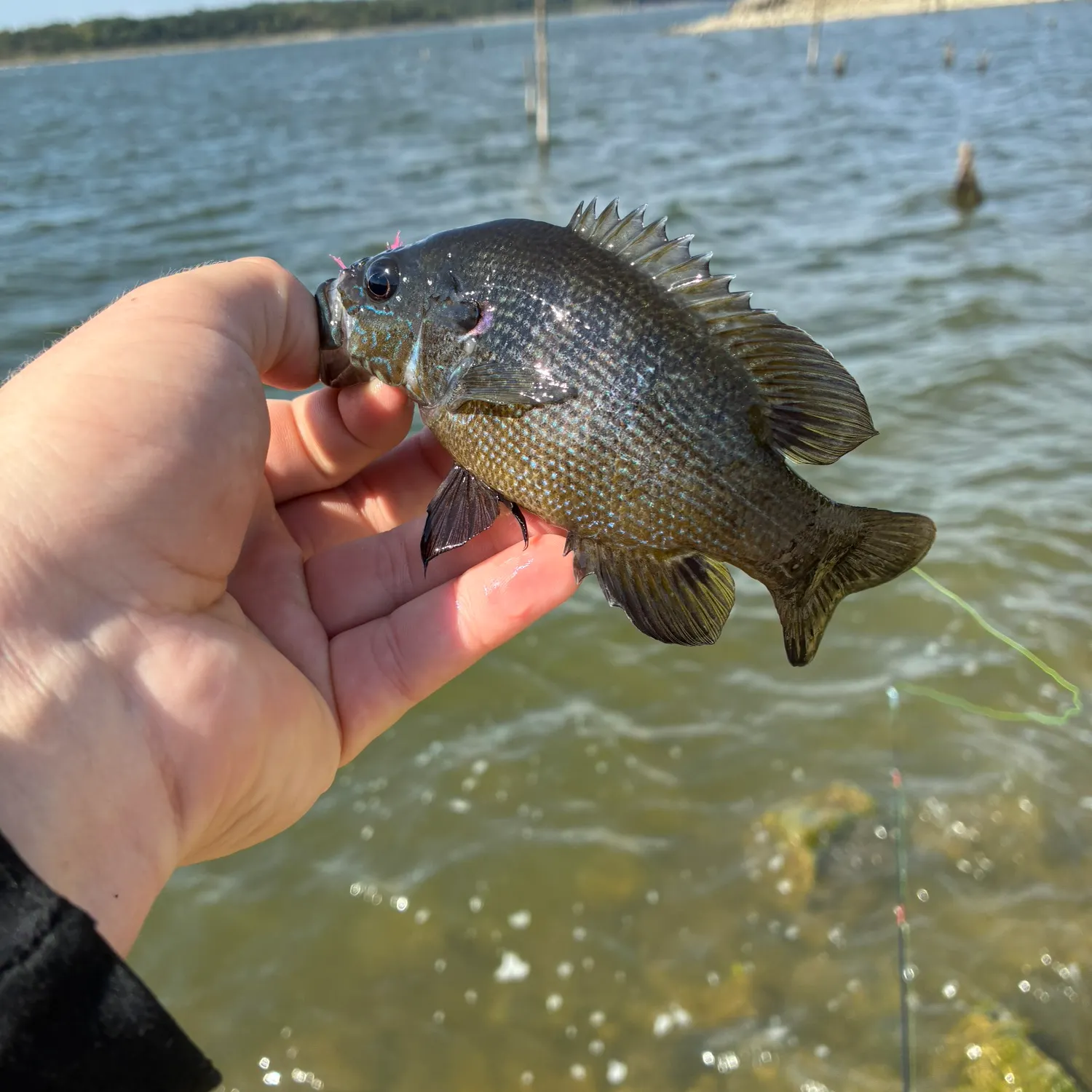 Green sunfish caught on Fishbrain