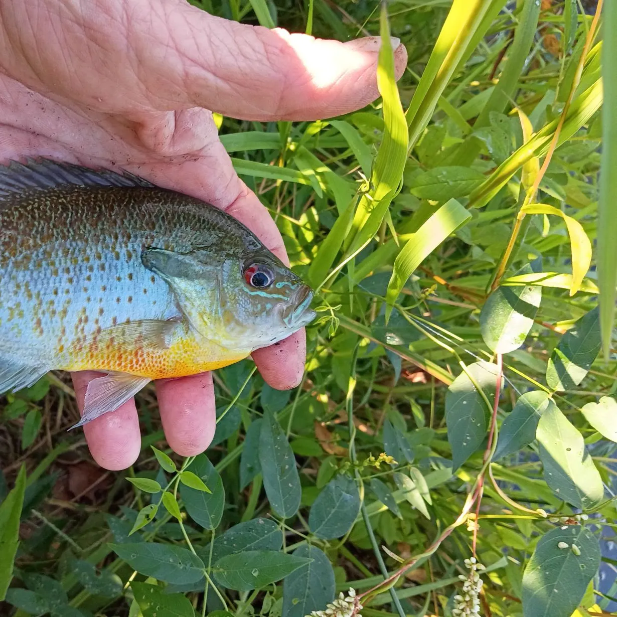 Redbreast sunfish caught on Fishbrain