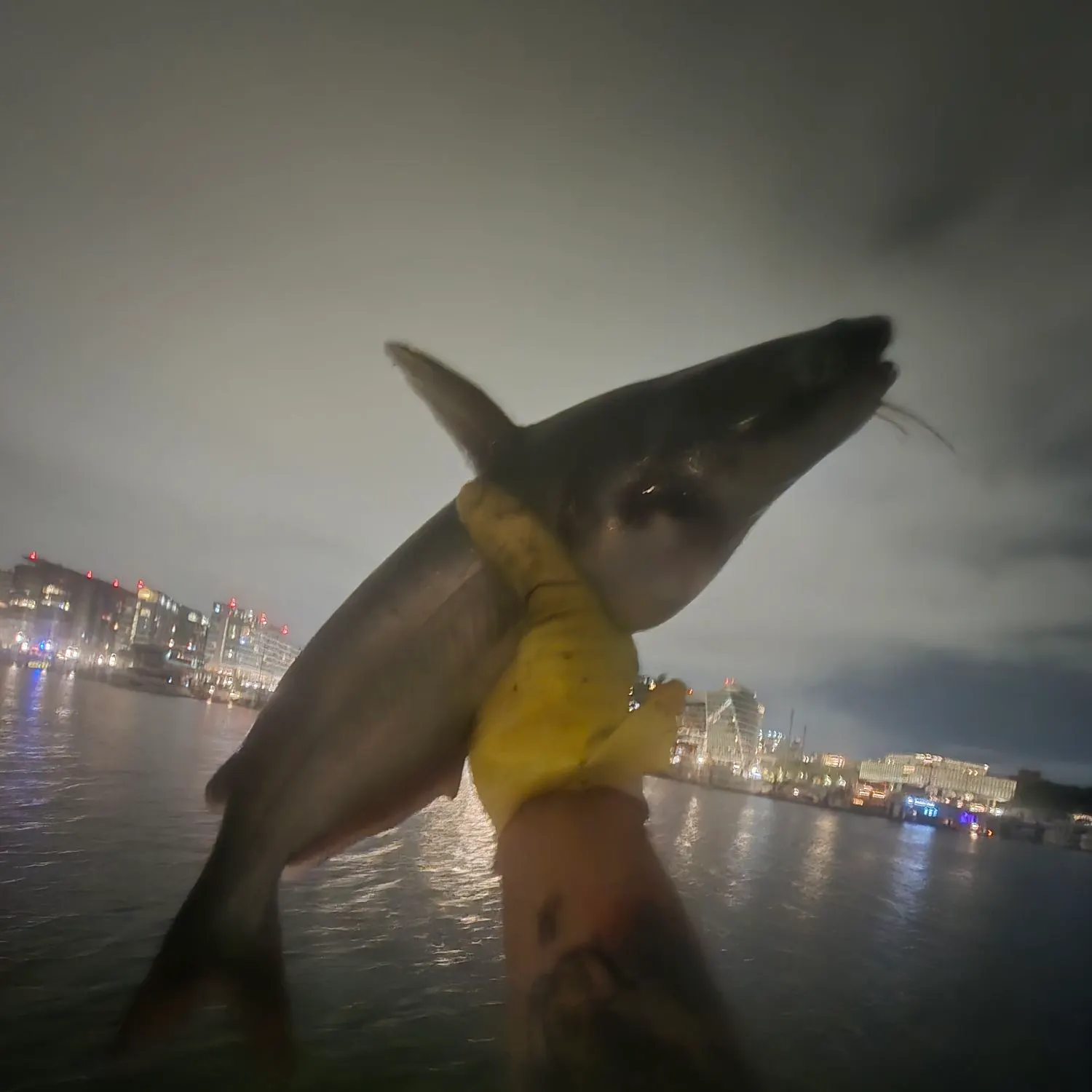 Channel catfish caught on Fishbrain
