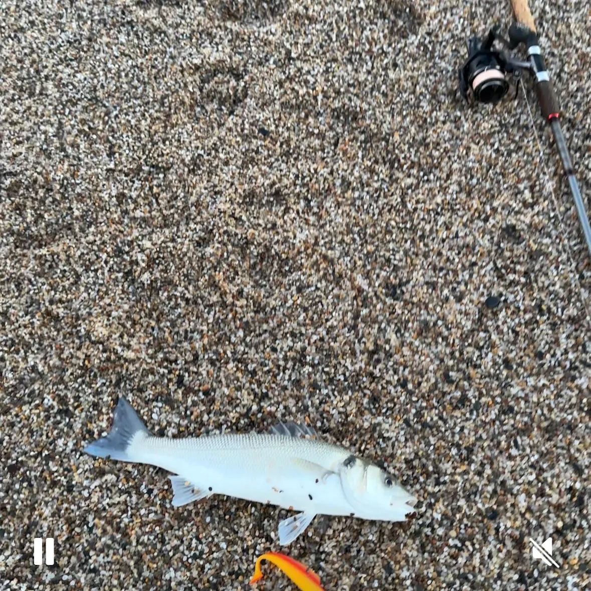 The most recent European seabass catches on Fishbrain