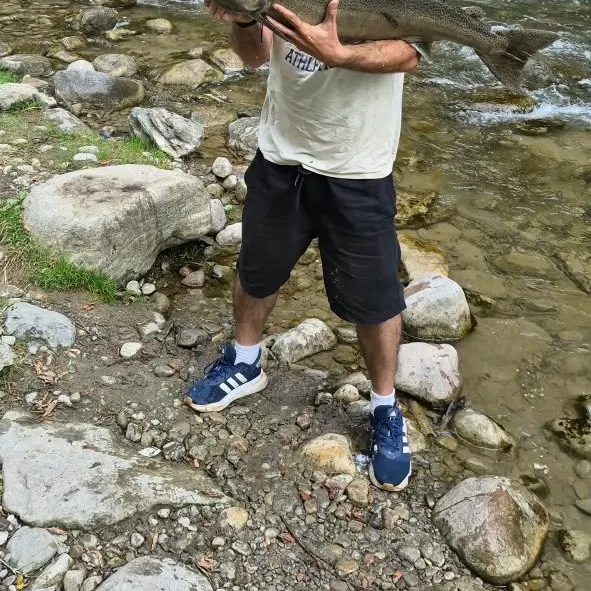 Chinook salmon caught on Fishbrain