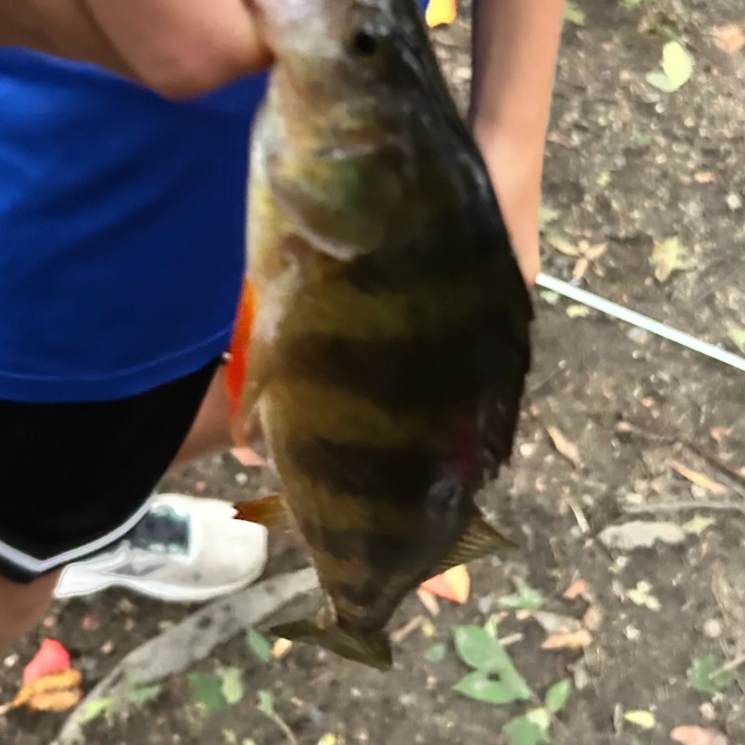 Yellow perch caught on Fishbrain