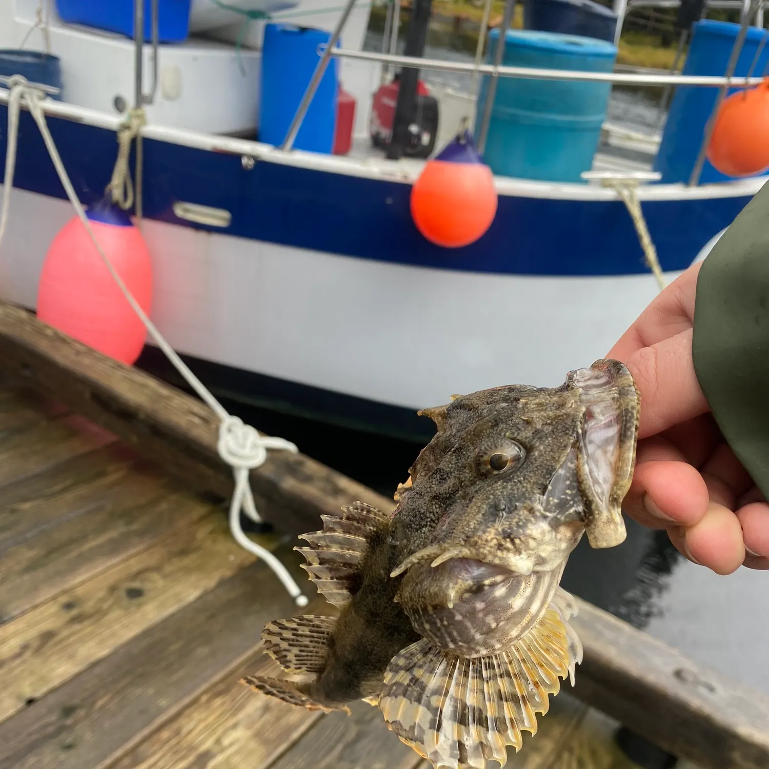 The most recent Buffalo sculpin catches on Fishbrain