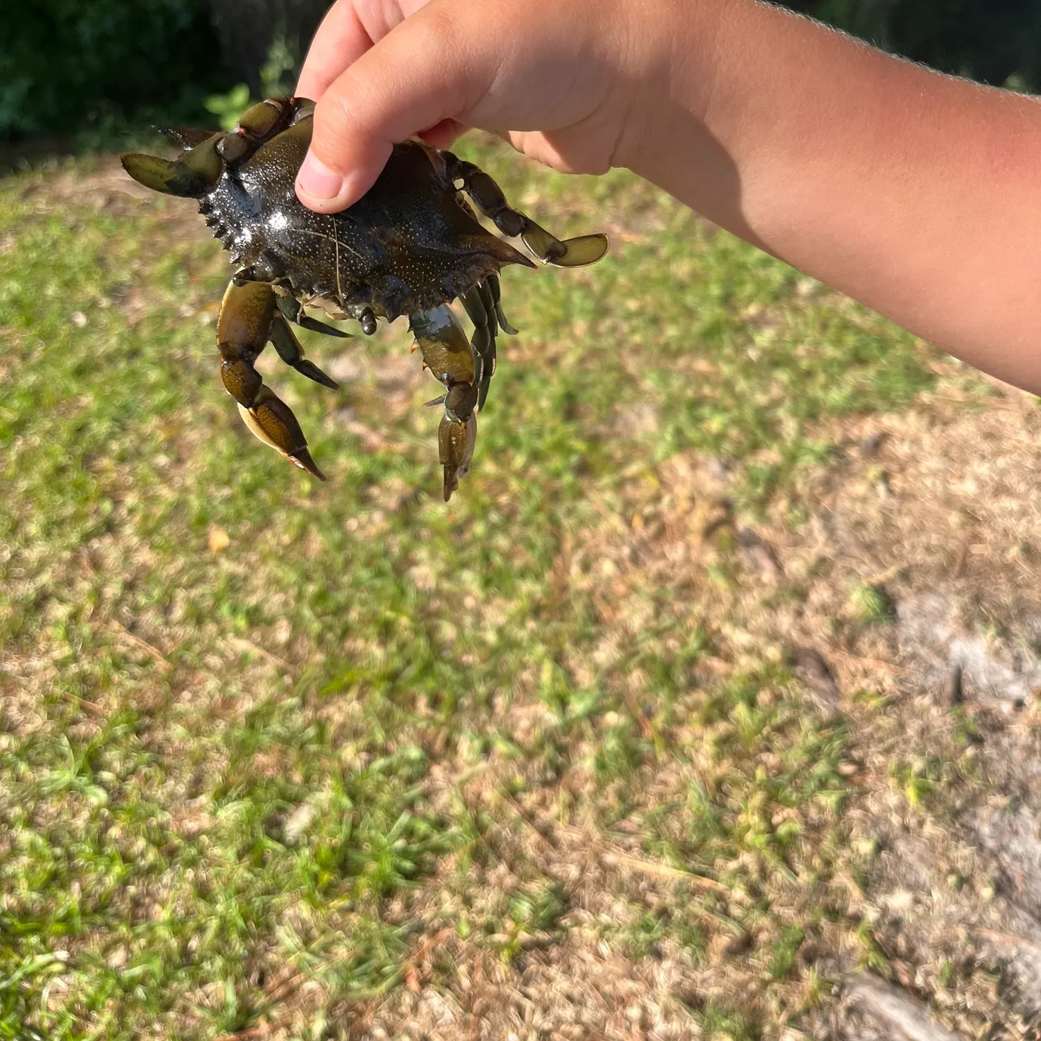 Blue swimmer crab caught on Fishbrain