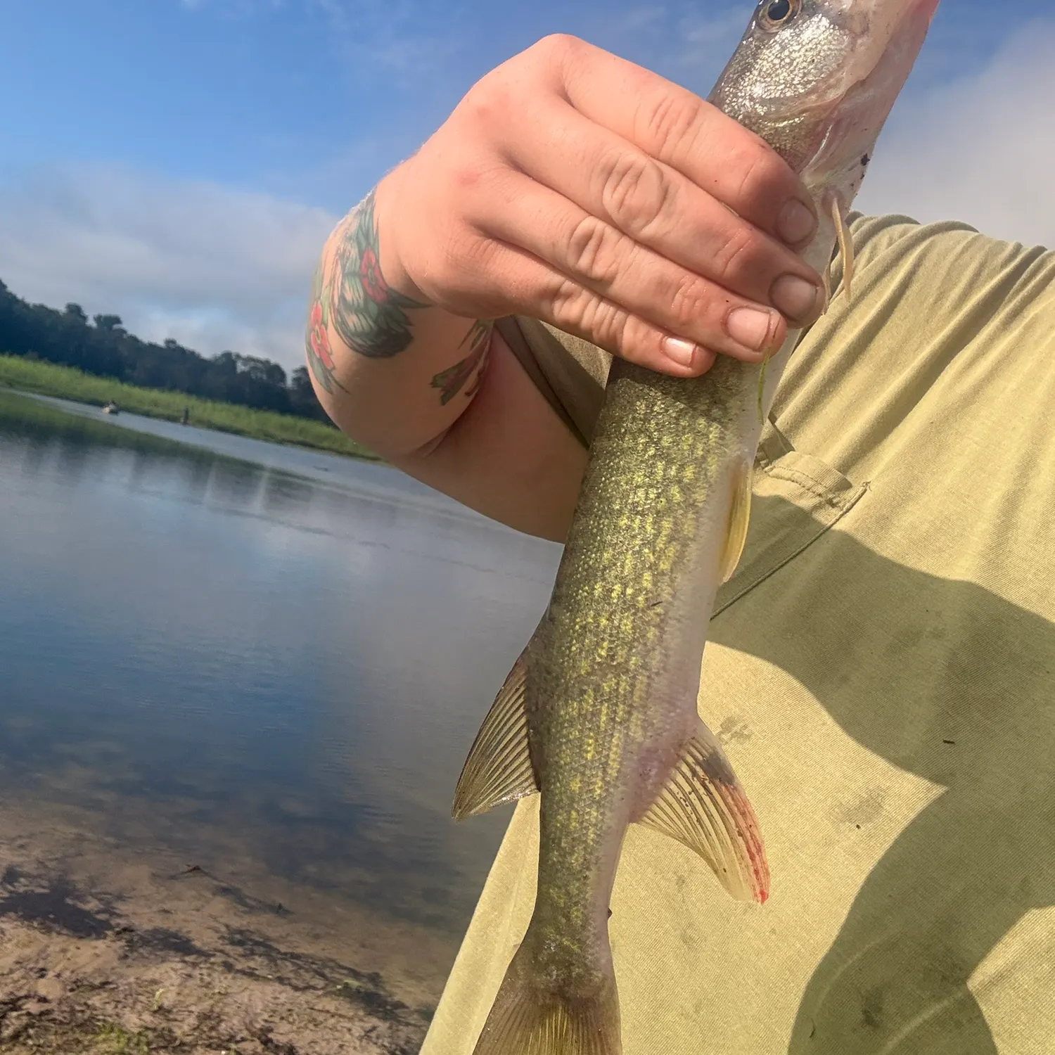 Chain pickerel caught on Fishbrain