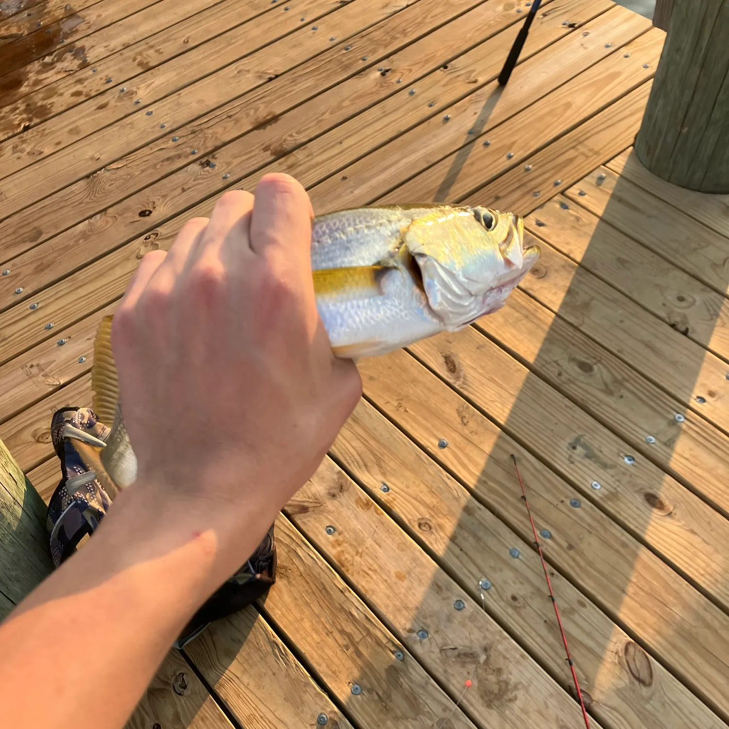 The most recent Sand seatrout catches on Fishbrain