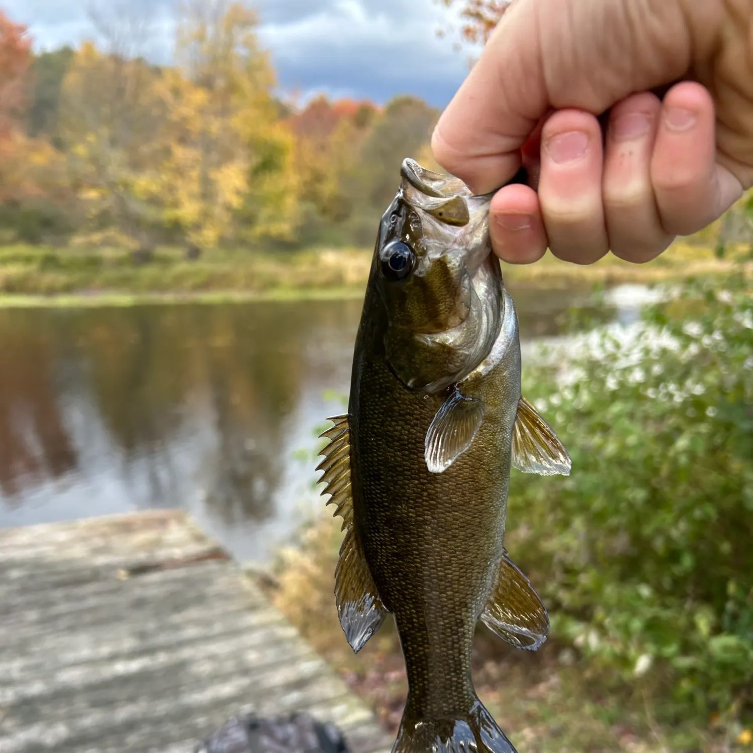Smallmouth bass caught on Fishbrain