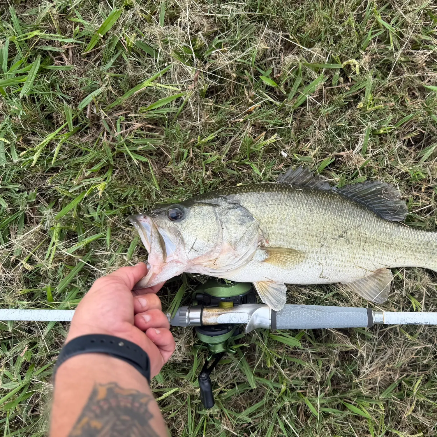 Largemouth bass caught on Fishbrain