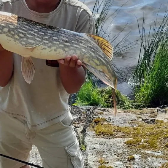 Northern pike caught on Fishbrain