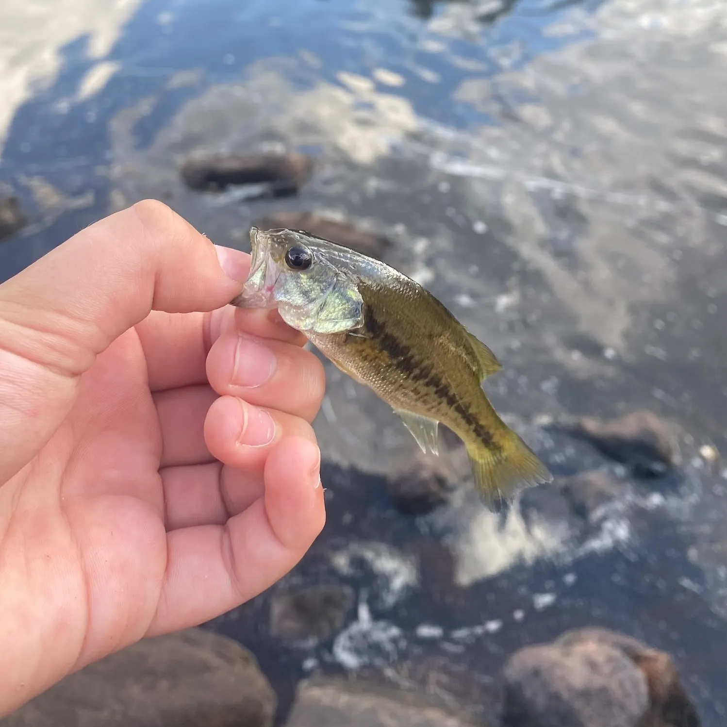 Largemouth bass caught on Fishbrain