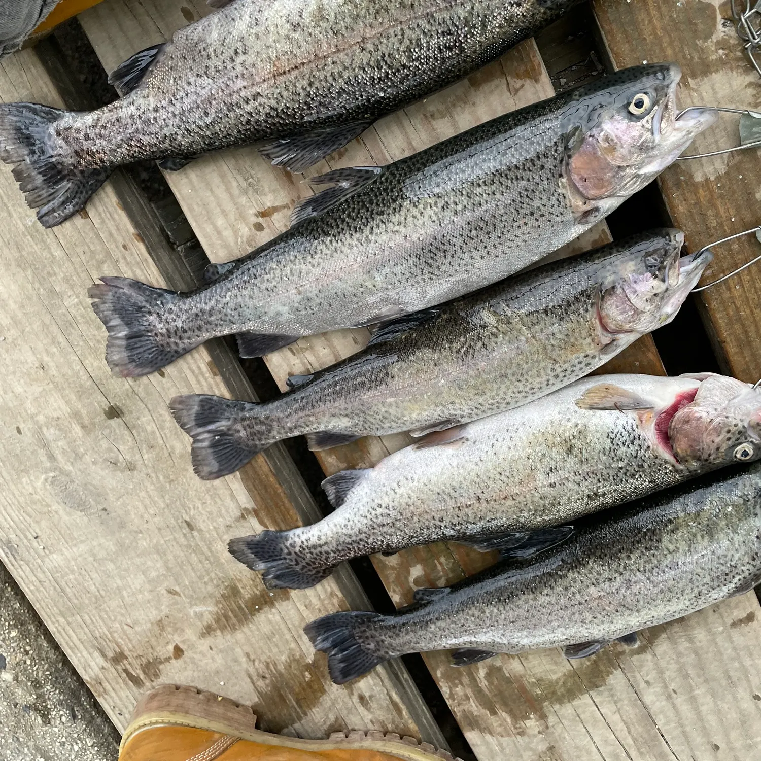 recently logged catches