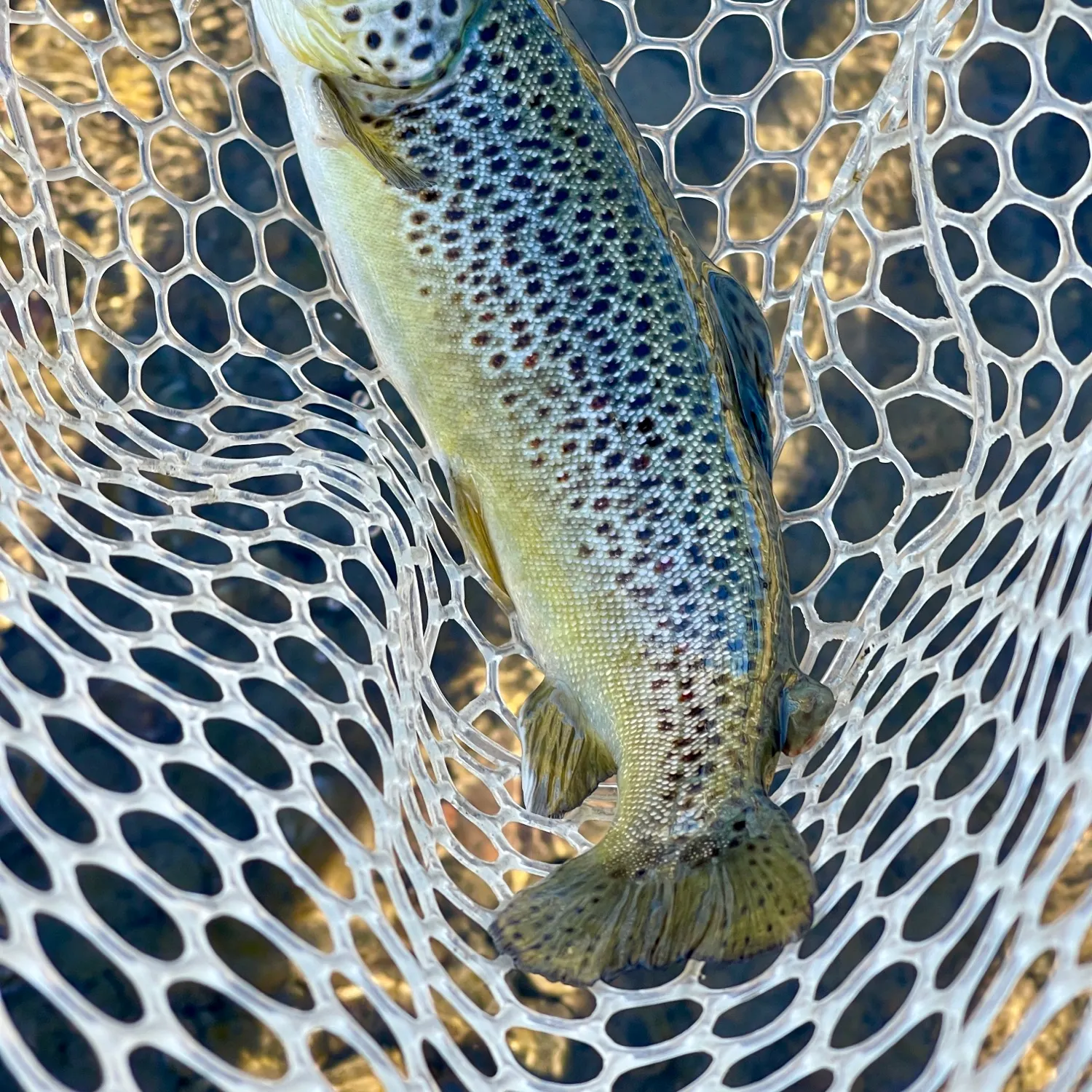 Brown trout caught on Fishbrain