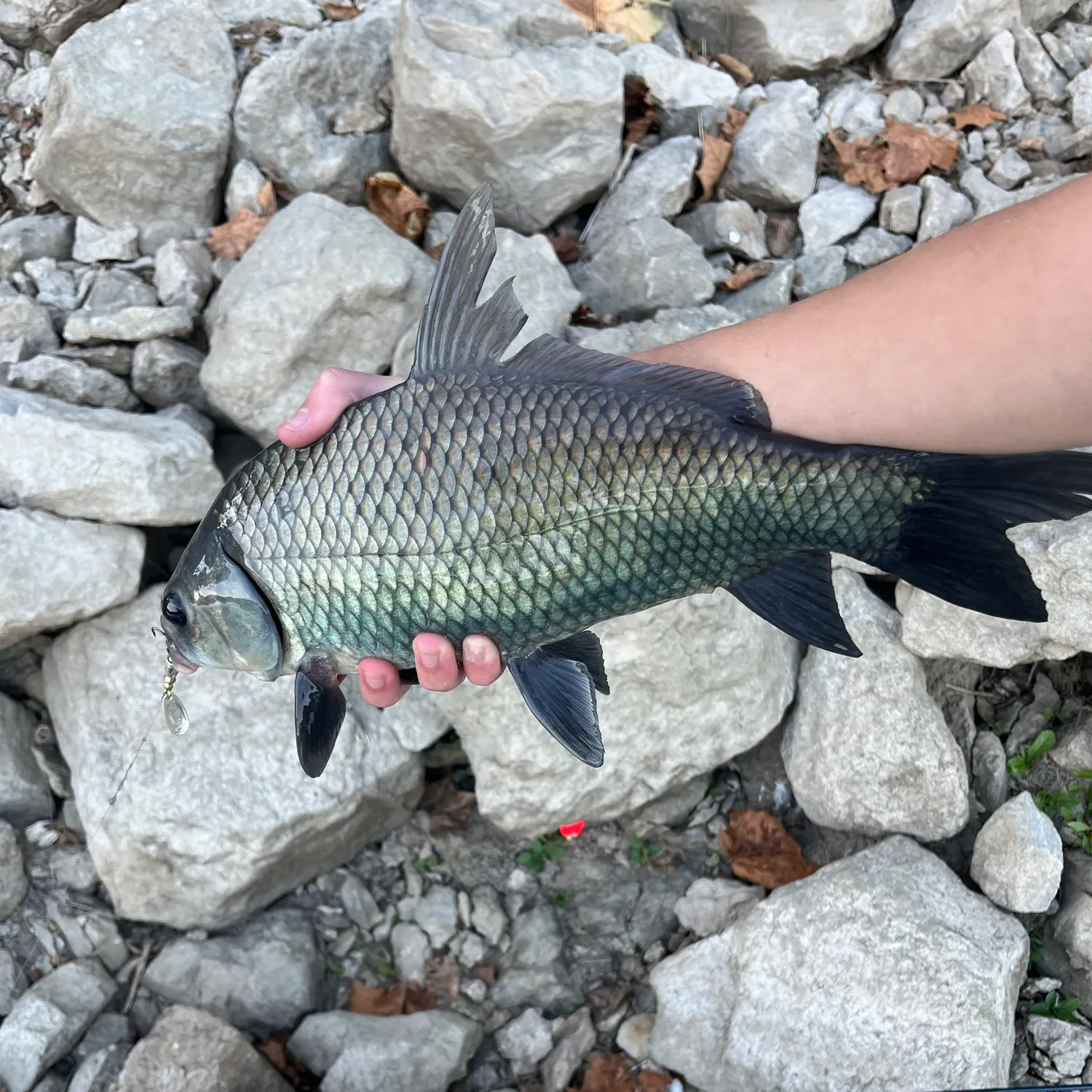 Smallmouth buffalo caught on Fishbrain