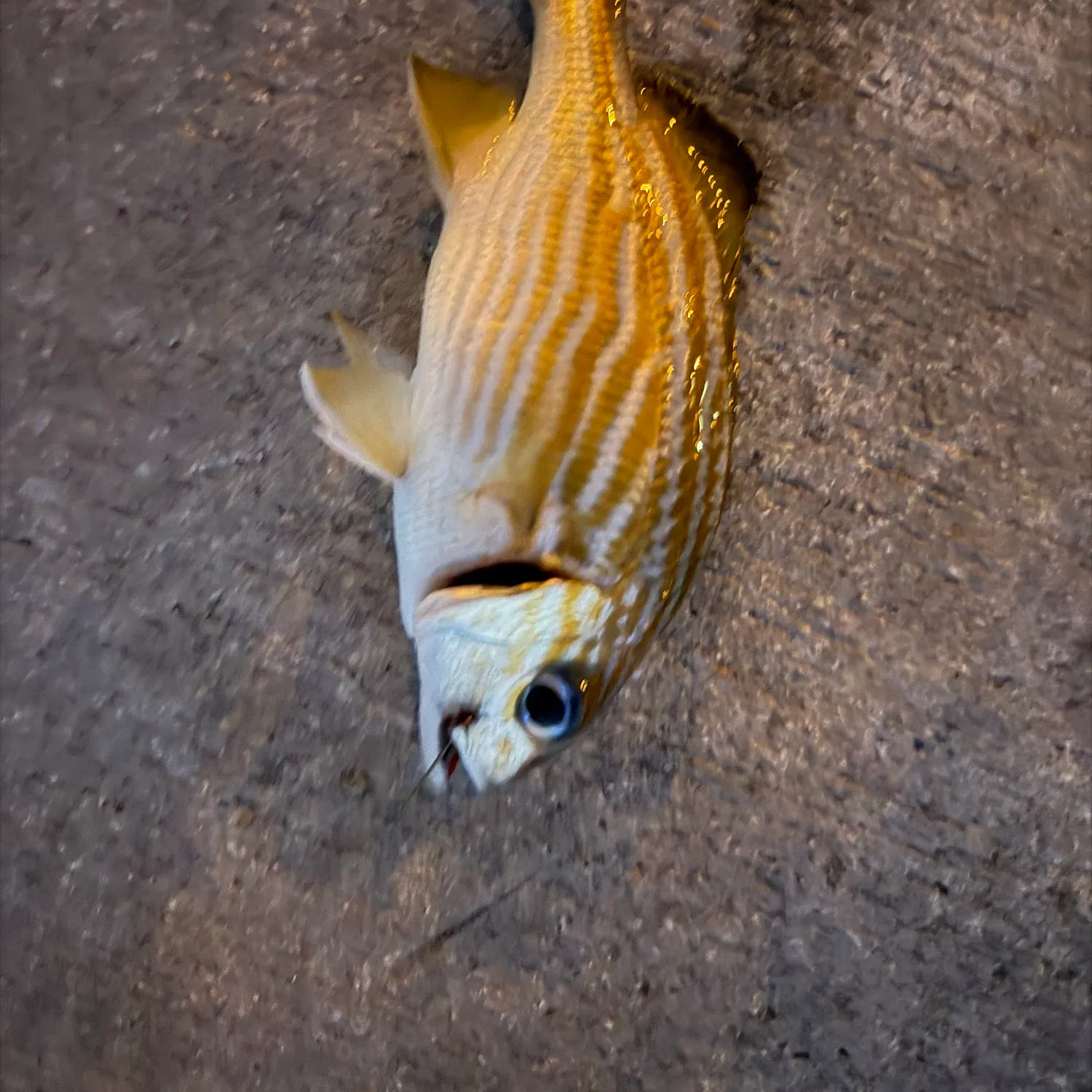 The most recent French grunt catches on Fishbrain