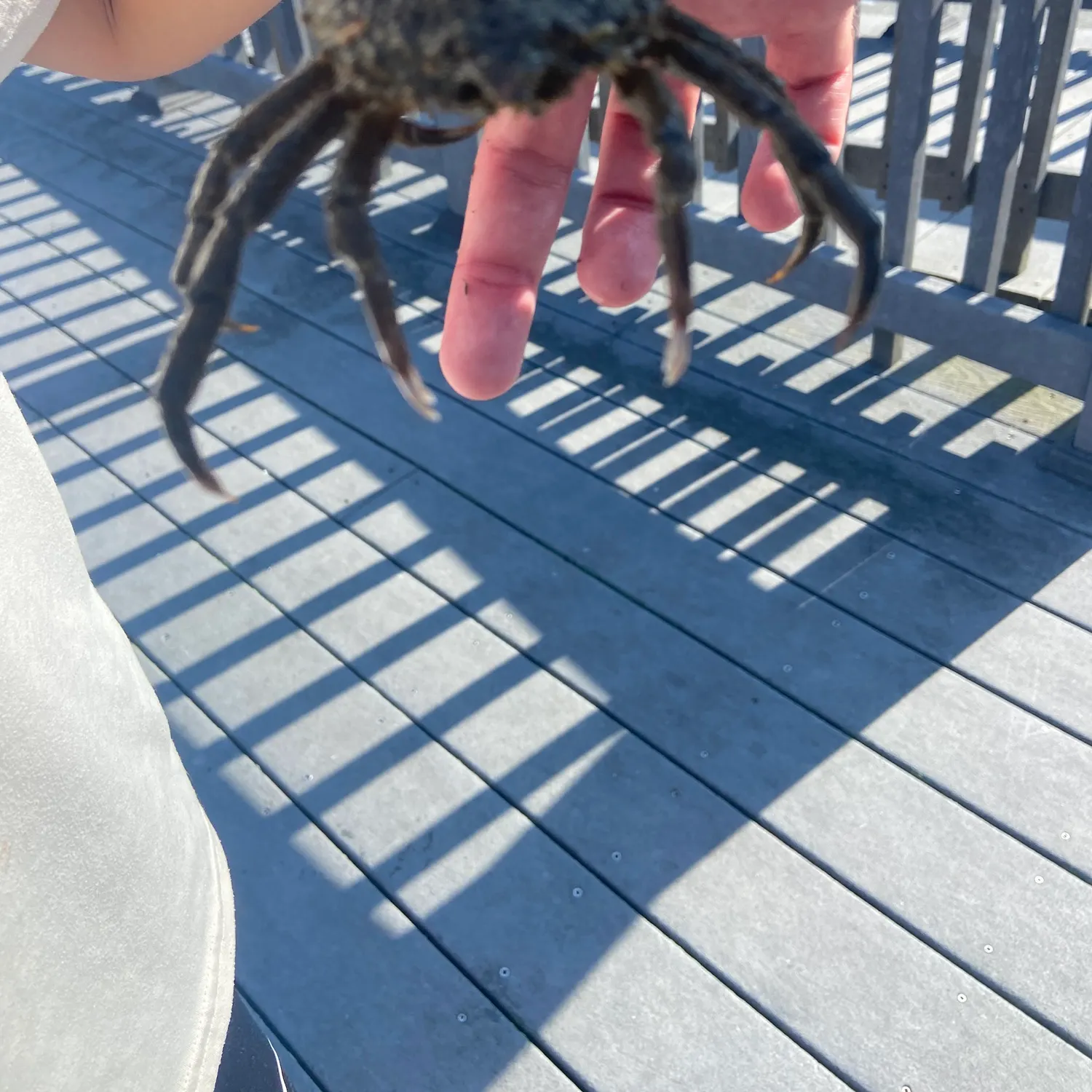 The most recent European spider crab catches on Fishbrain