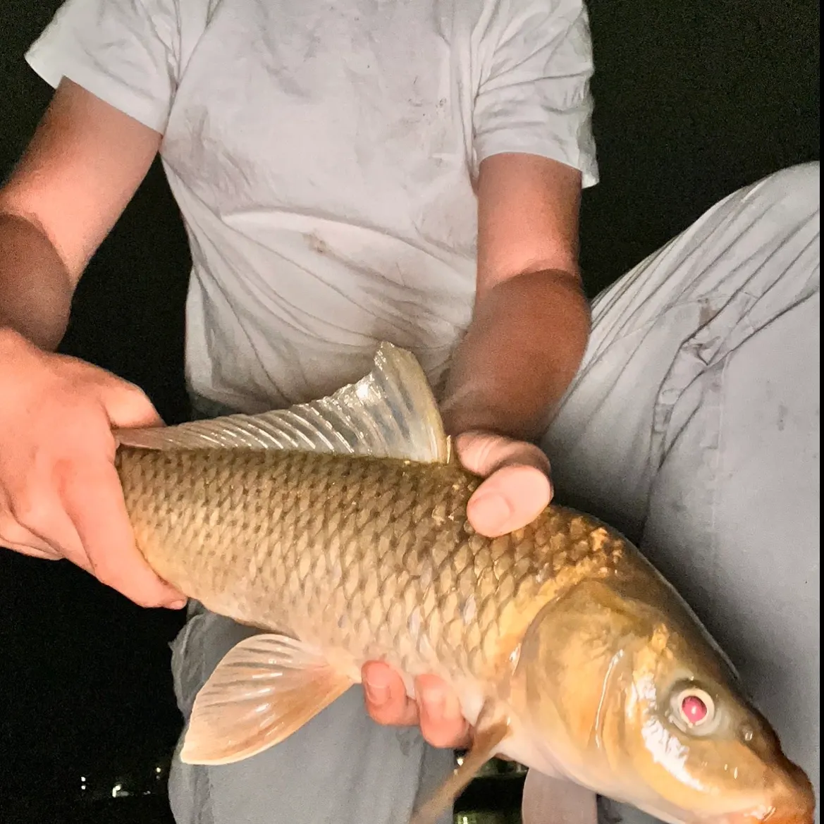Common carp caught on Fishbrain