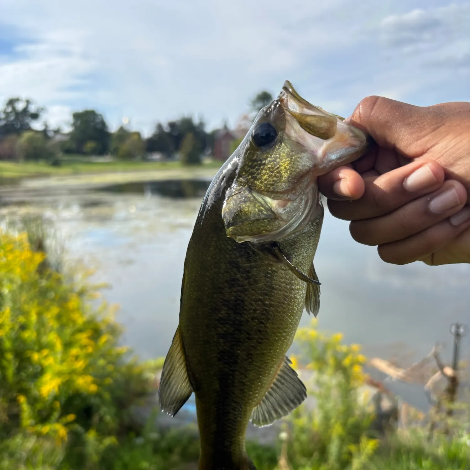 Largemouth bass caught on Fishbrain