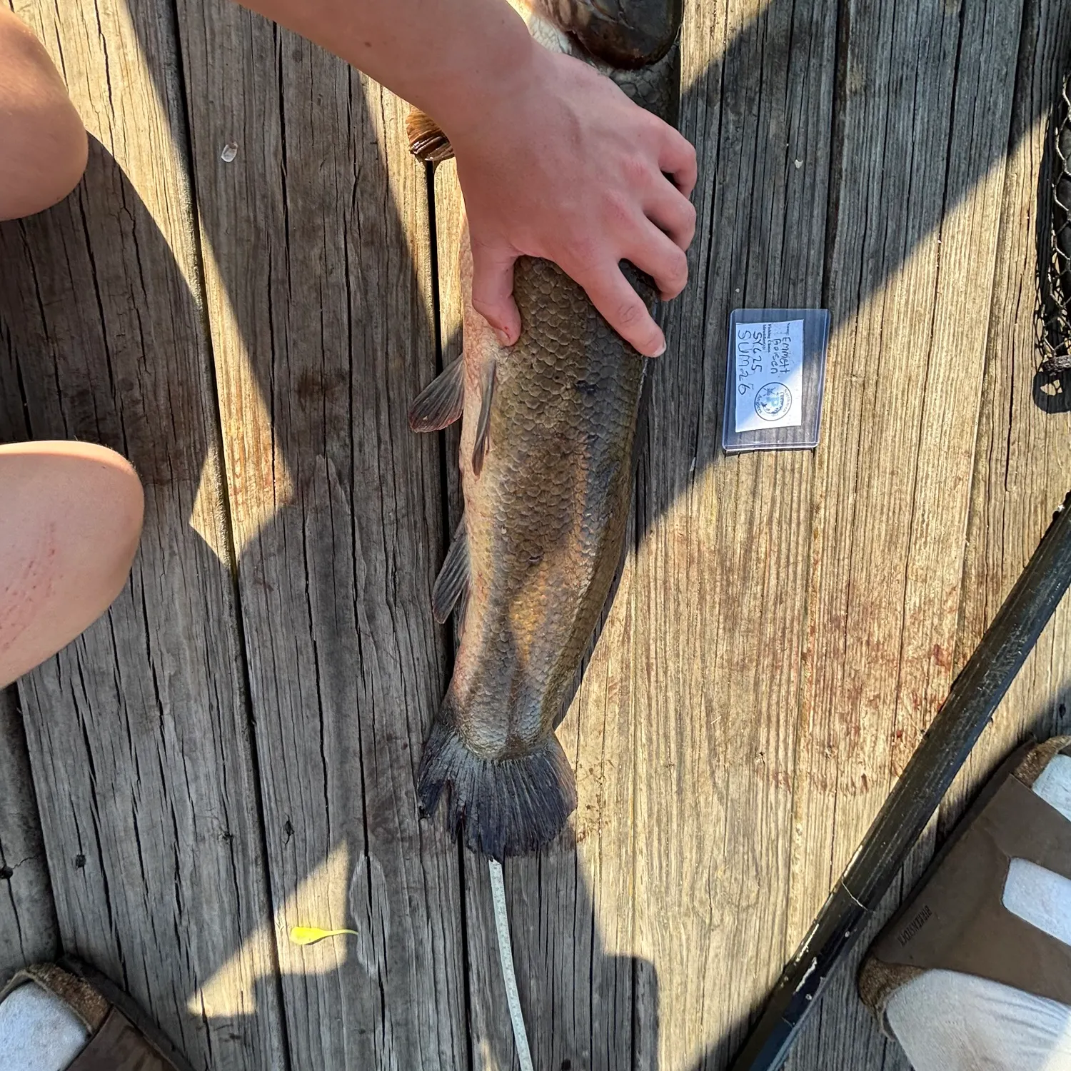 recently logged catches