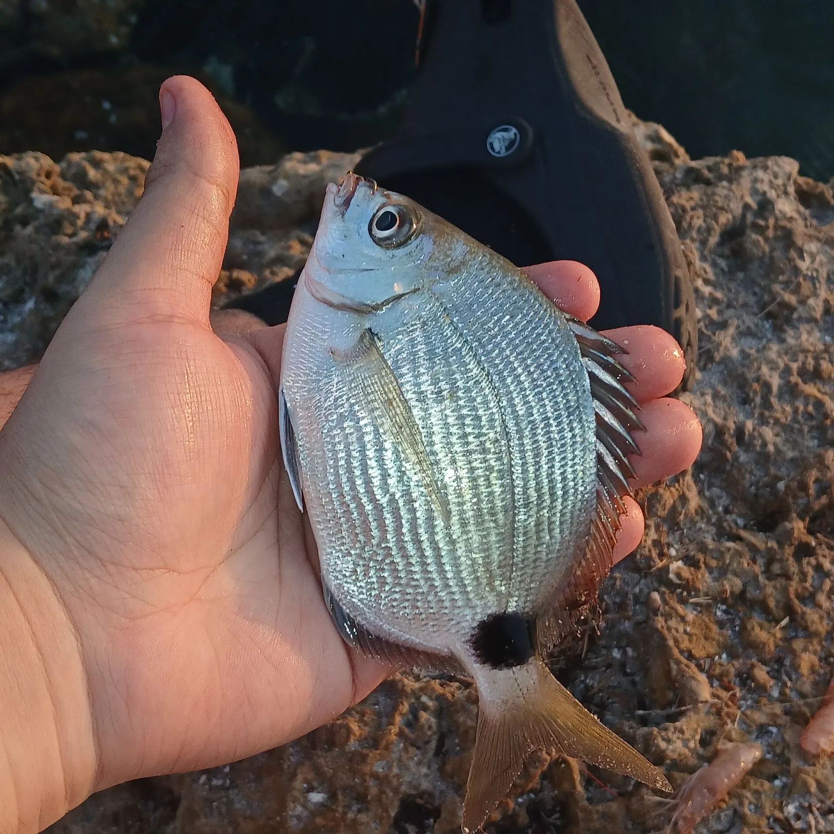 The most recent Spottail seabream catches on Fishbrain