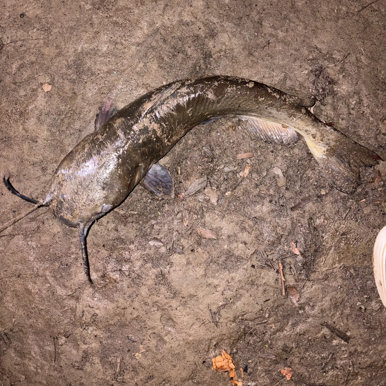 Channel catfish caught on Fishbrain