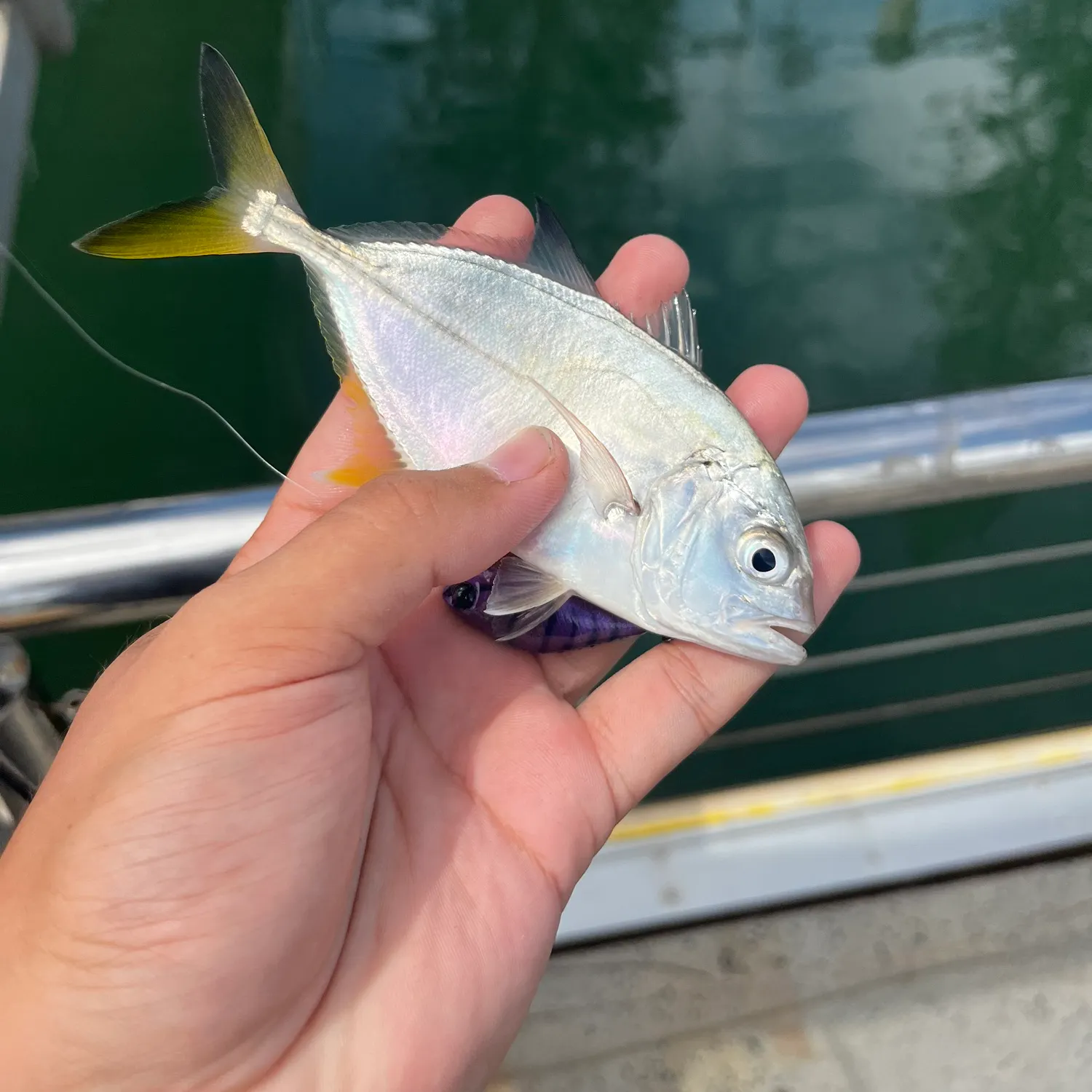 The most recent Giant trevally catches on Fishbrain