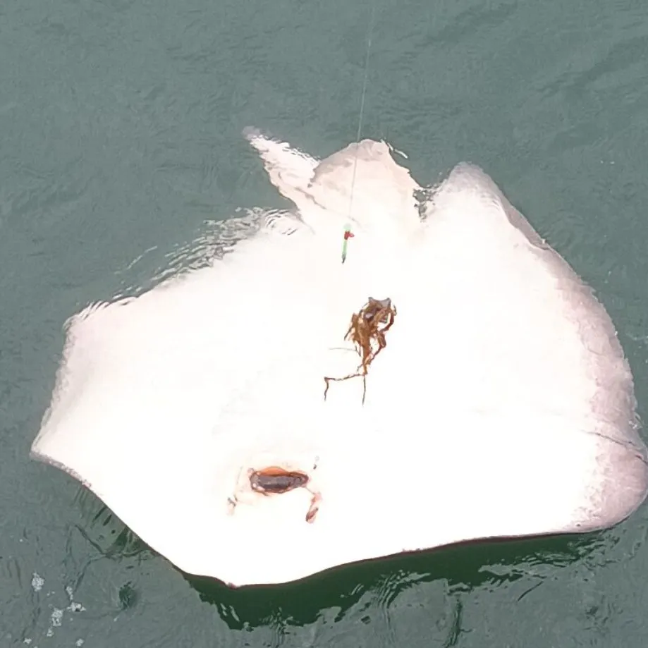 The most recent Short-tail stingray catches on Fishbrain