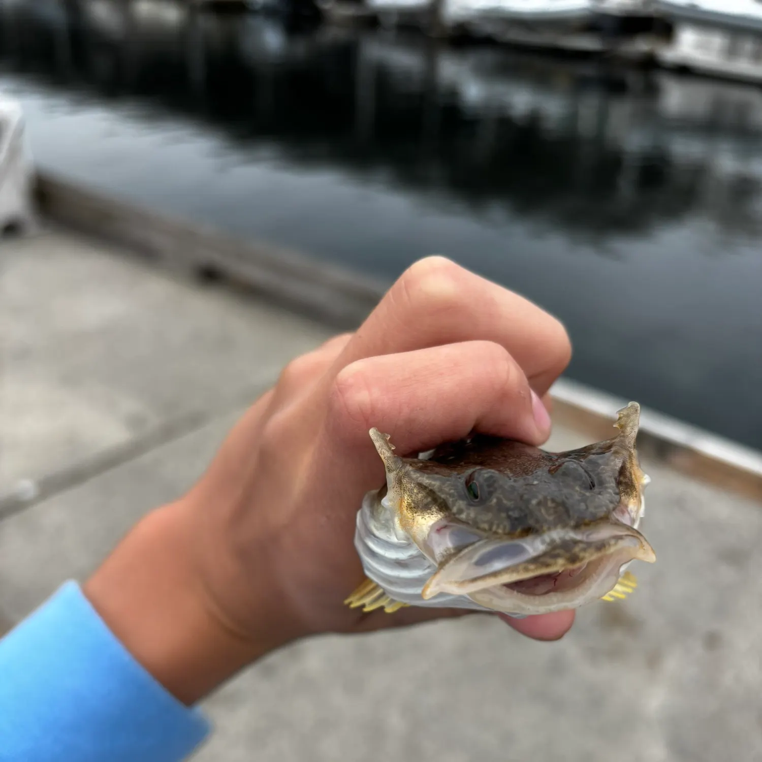 The most recent Longspined bullhead catches on Fishbrain
