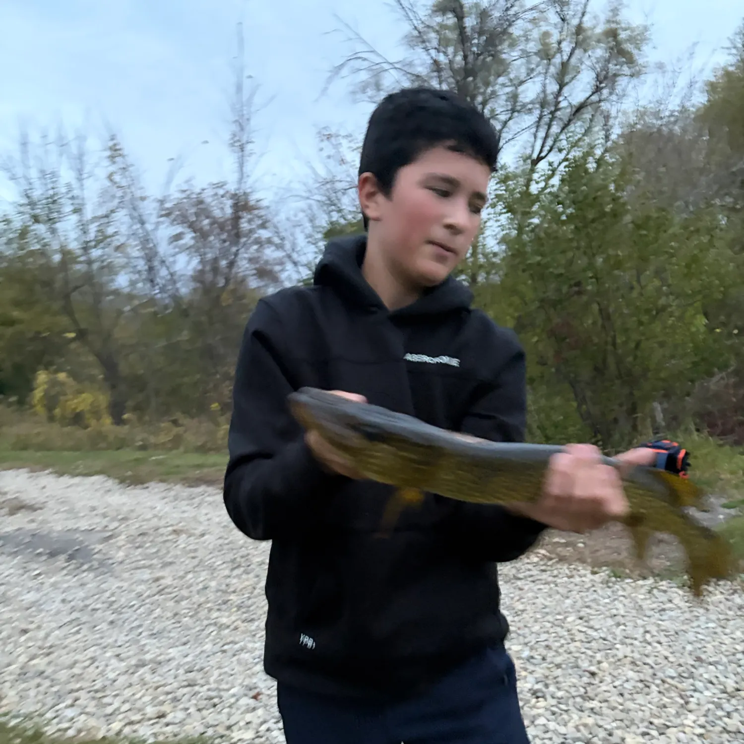 The most recent Chain pickerel catches on Fishbrain
