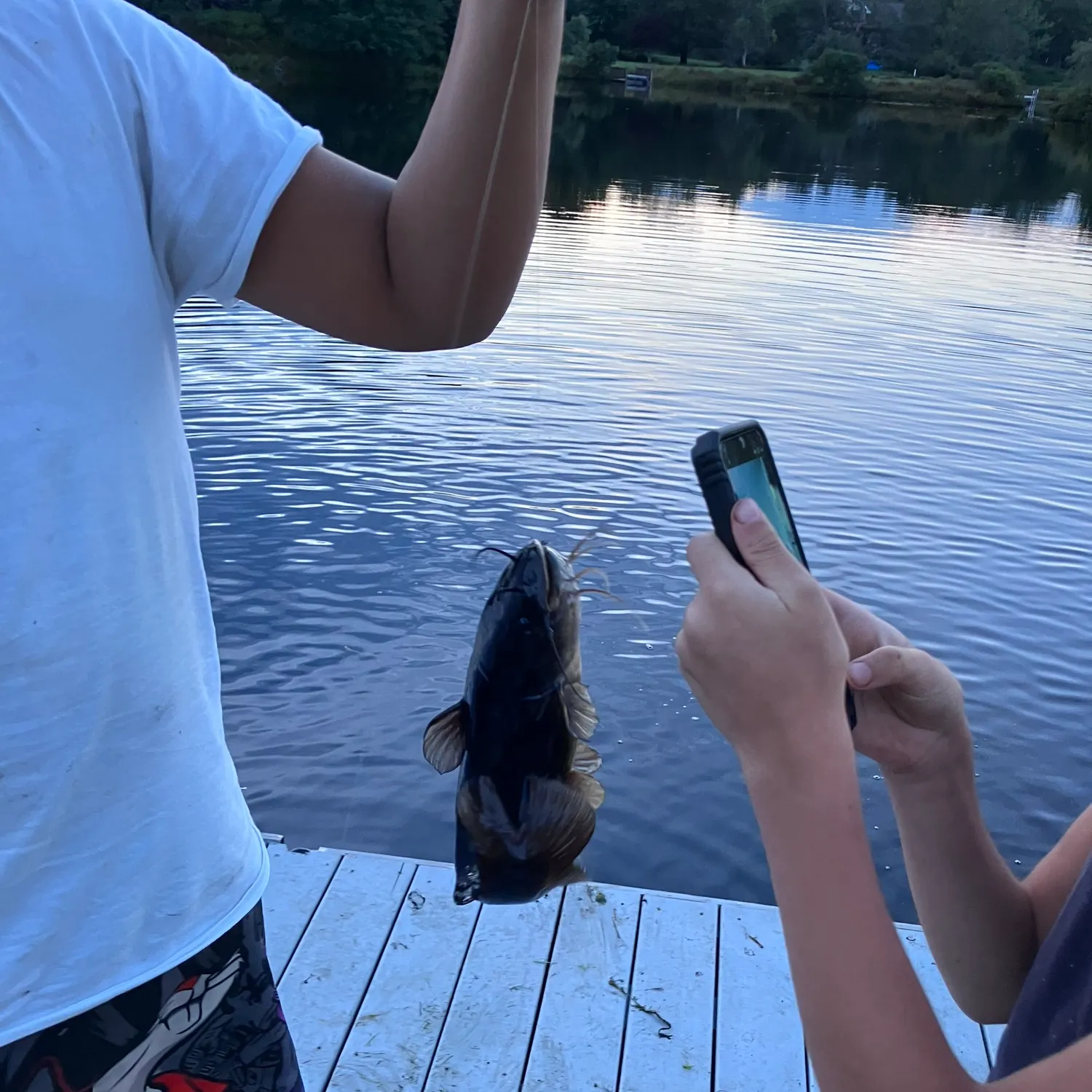 Channel catfish caught on Fishbrain