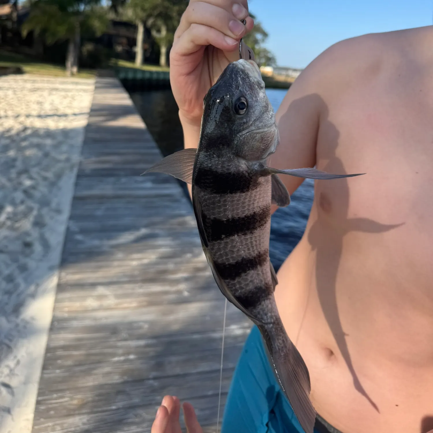 The most recent Black drum catches on Fishbrain