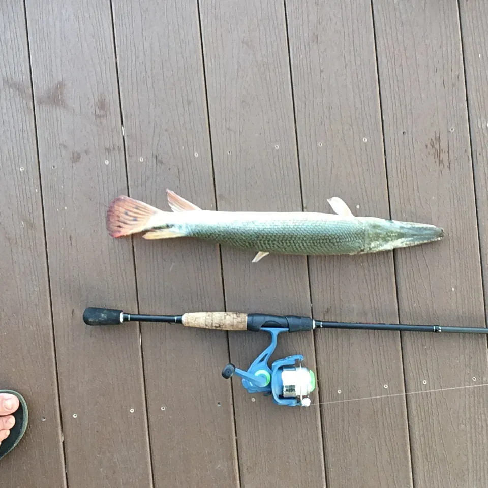 Alligator gar caught on Fishbrain