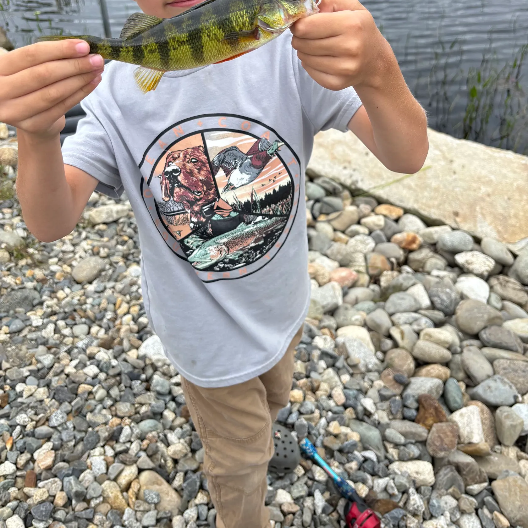 Yellow perch caught on Fishbrain