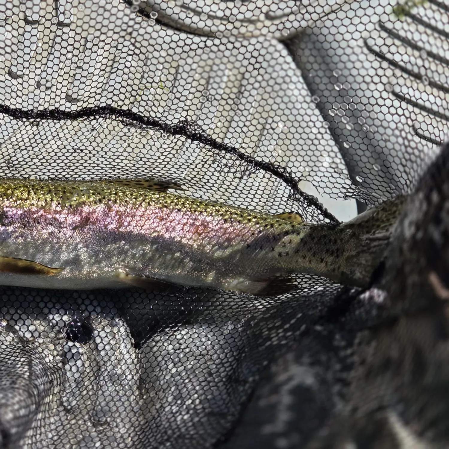 Rainbow trout caught on Fishbrain