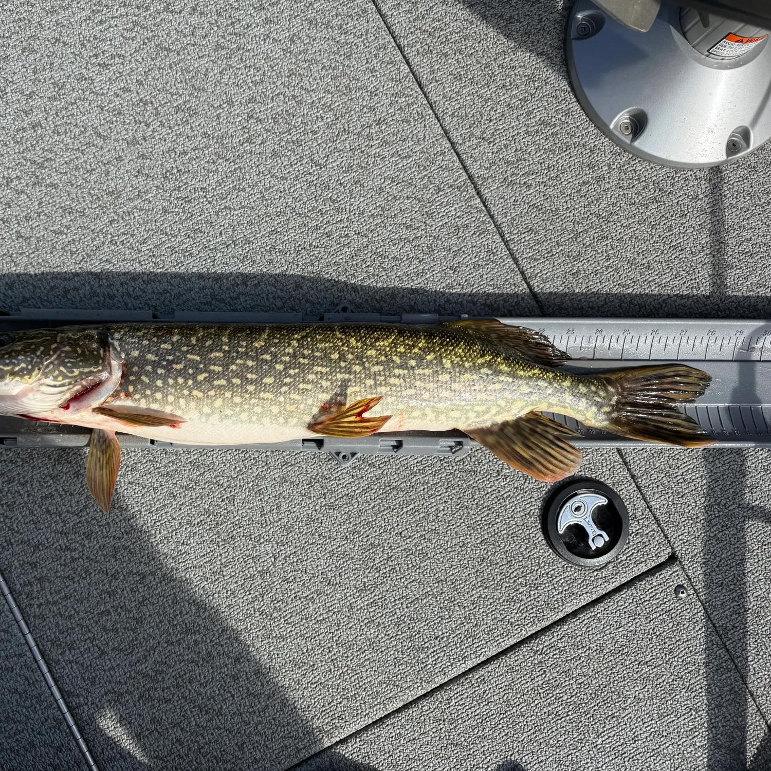 Northern pike caught on Fishbrain