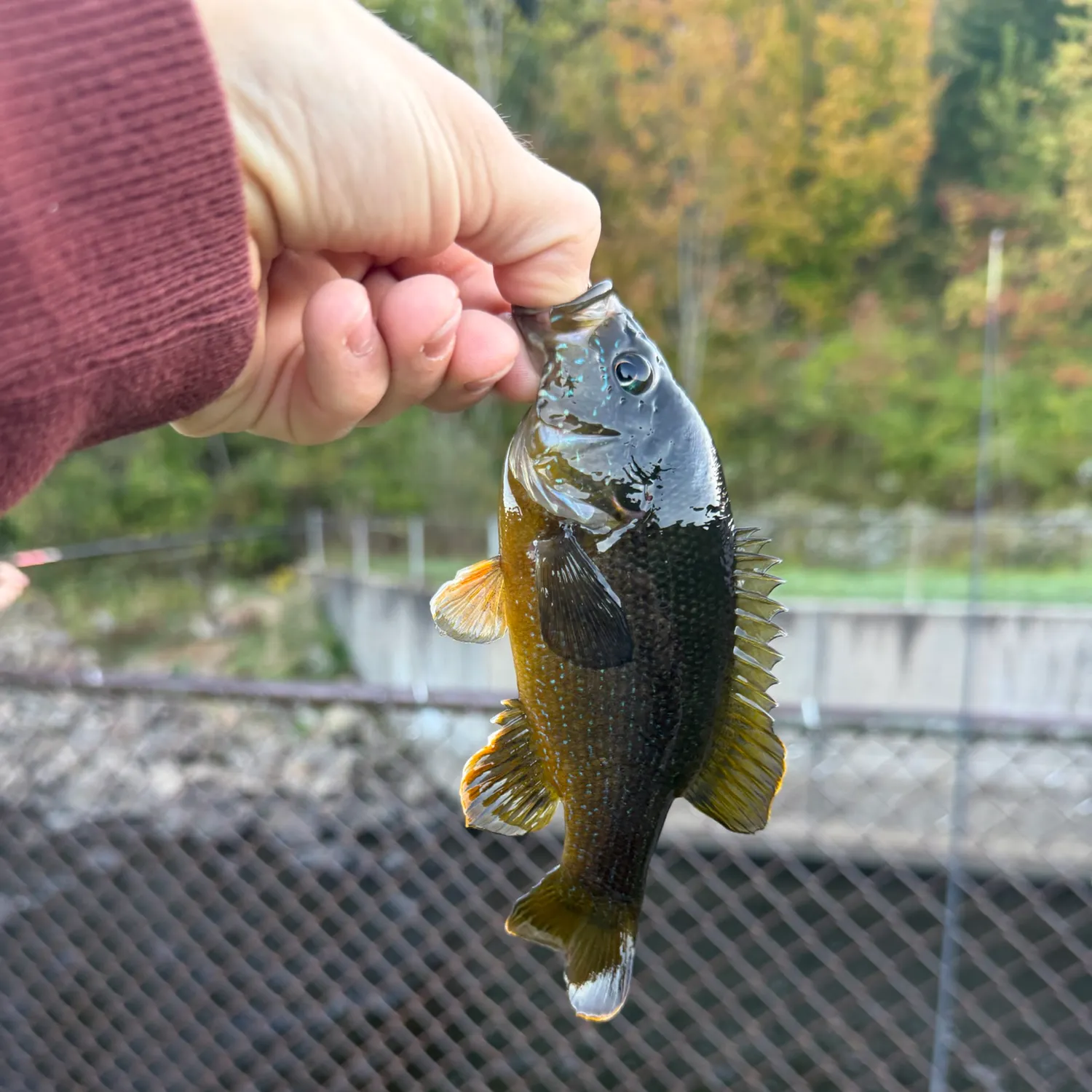 Green sunfish caught on Fishbrain