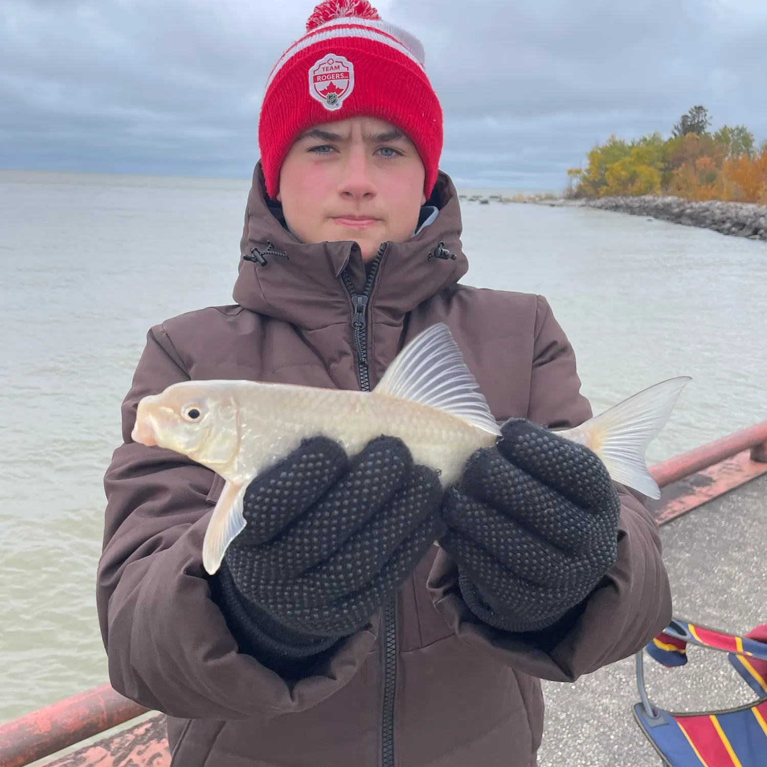 The most recent Shorthead redhorse catches on Fishbrain