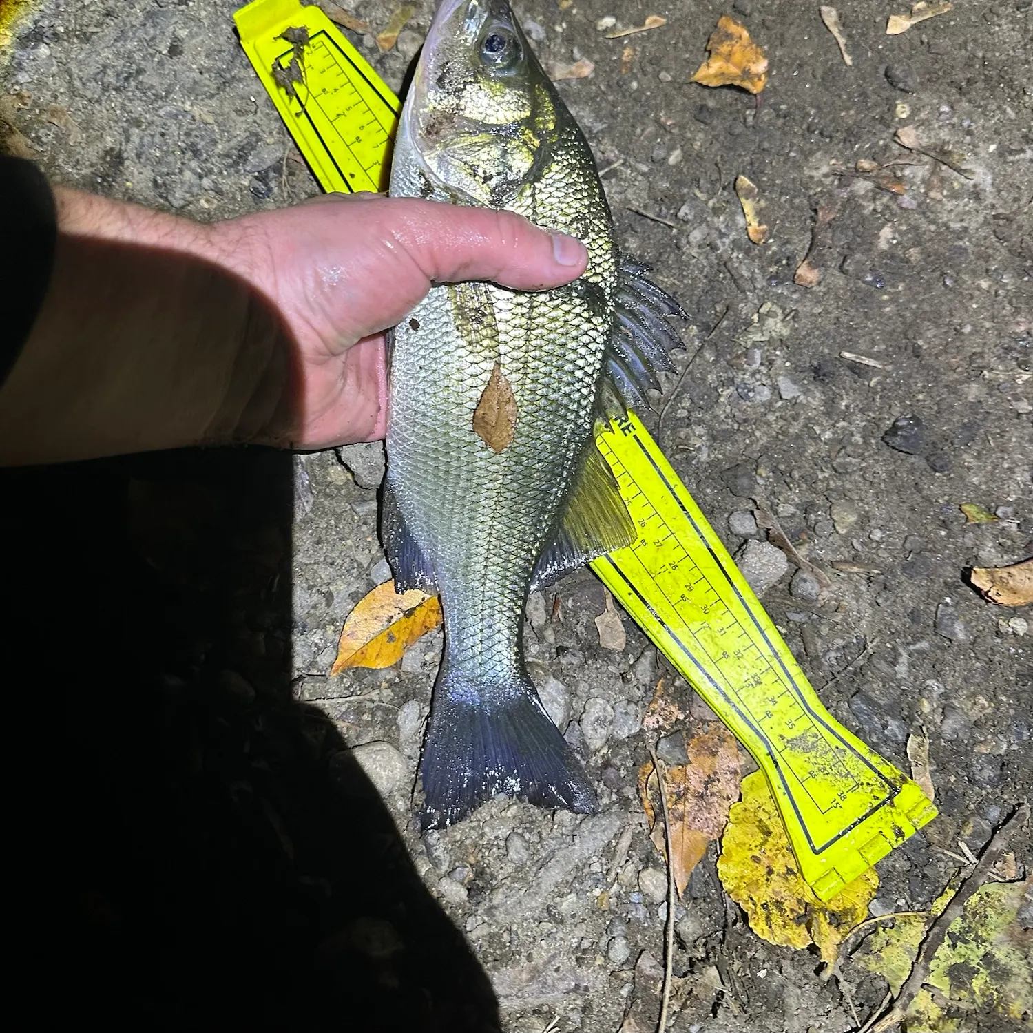 The most recent White perch catches on Fishbrain